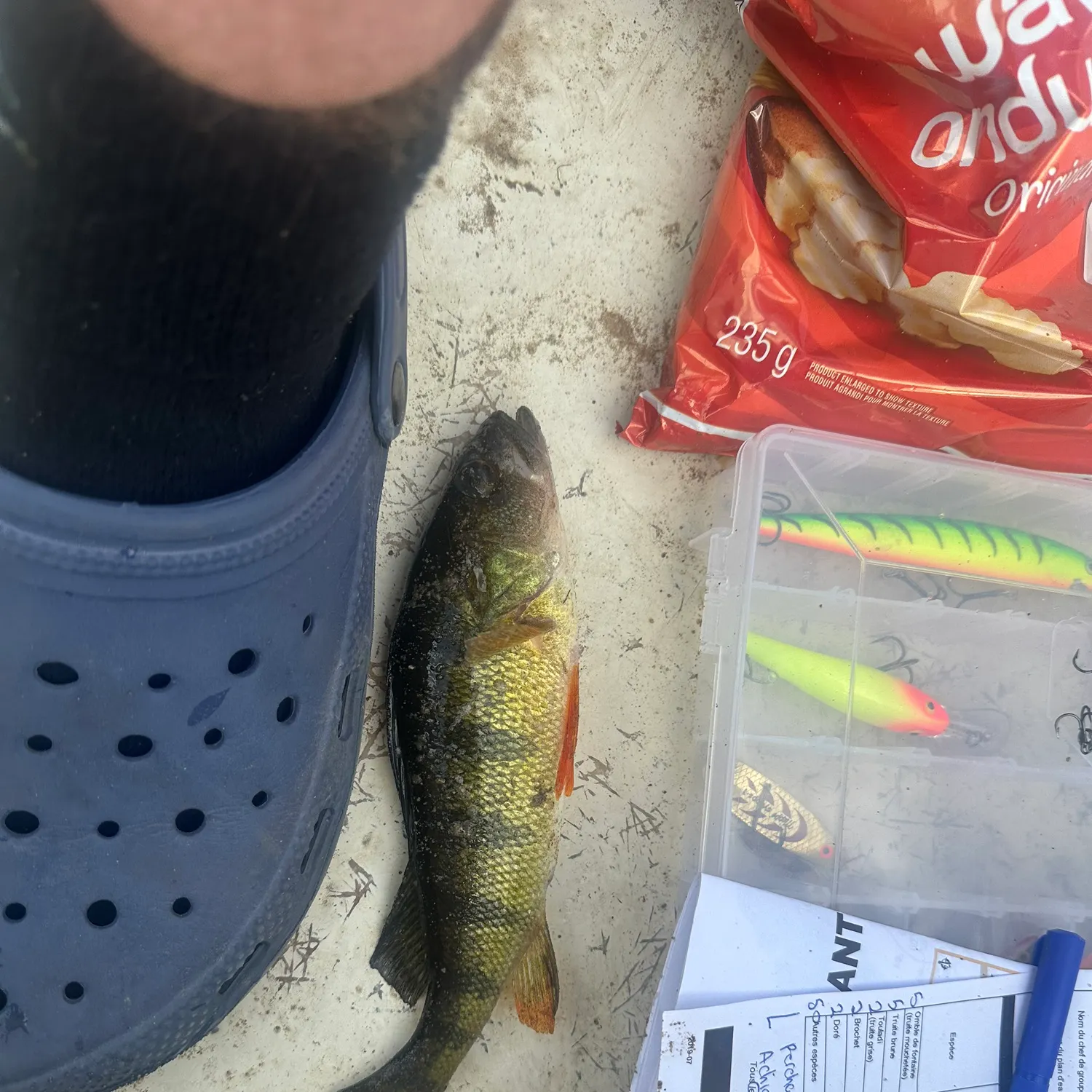 recently logged catches