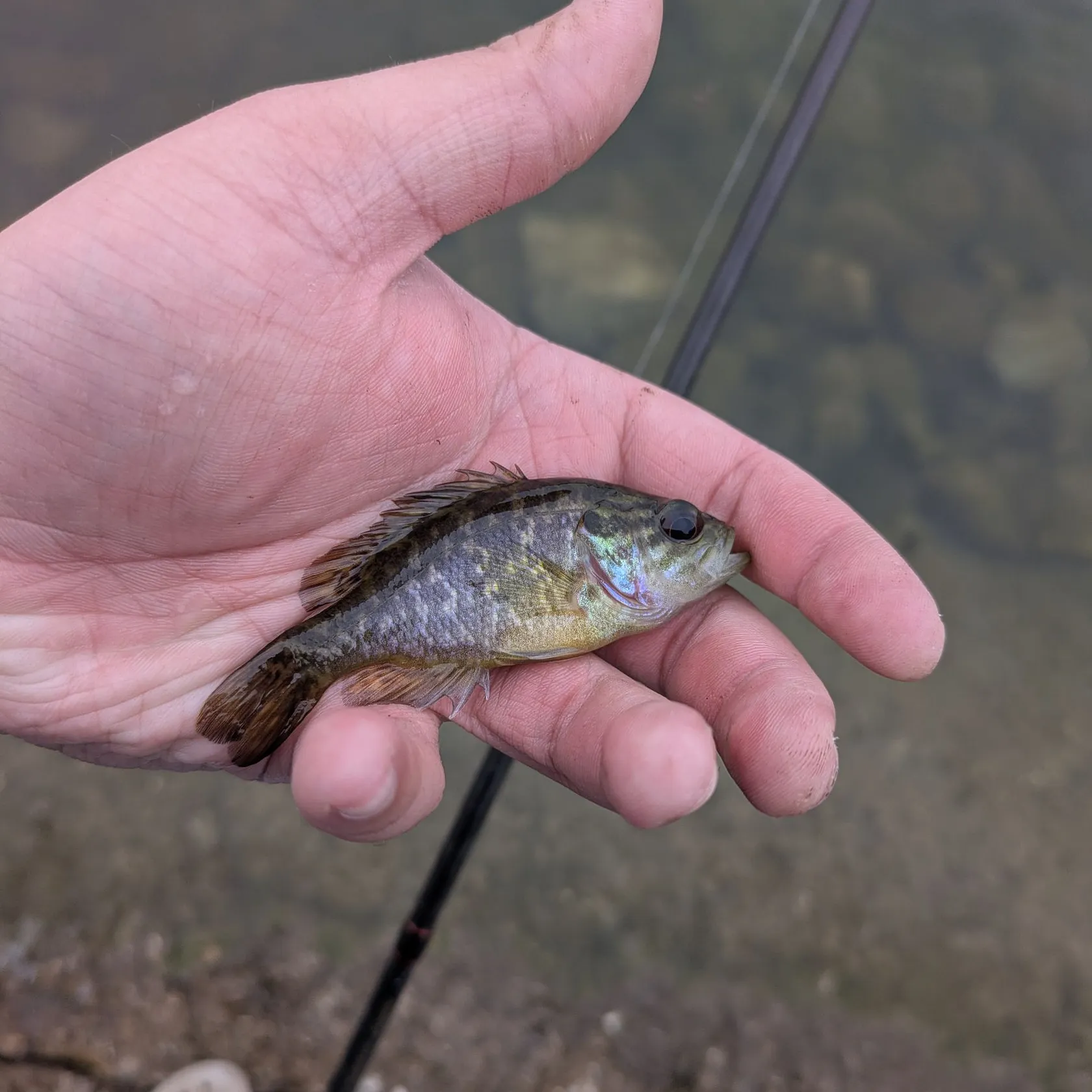 Warmouth caught on Fishbrain