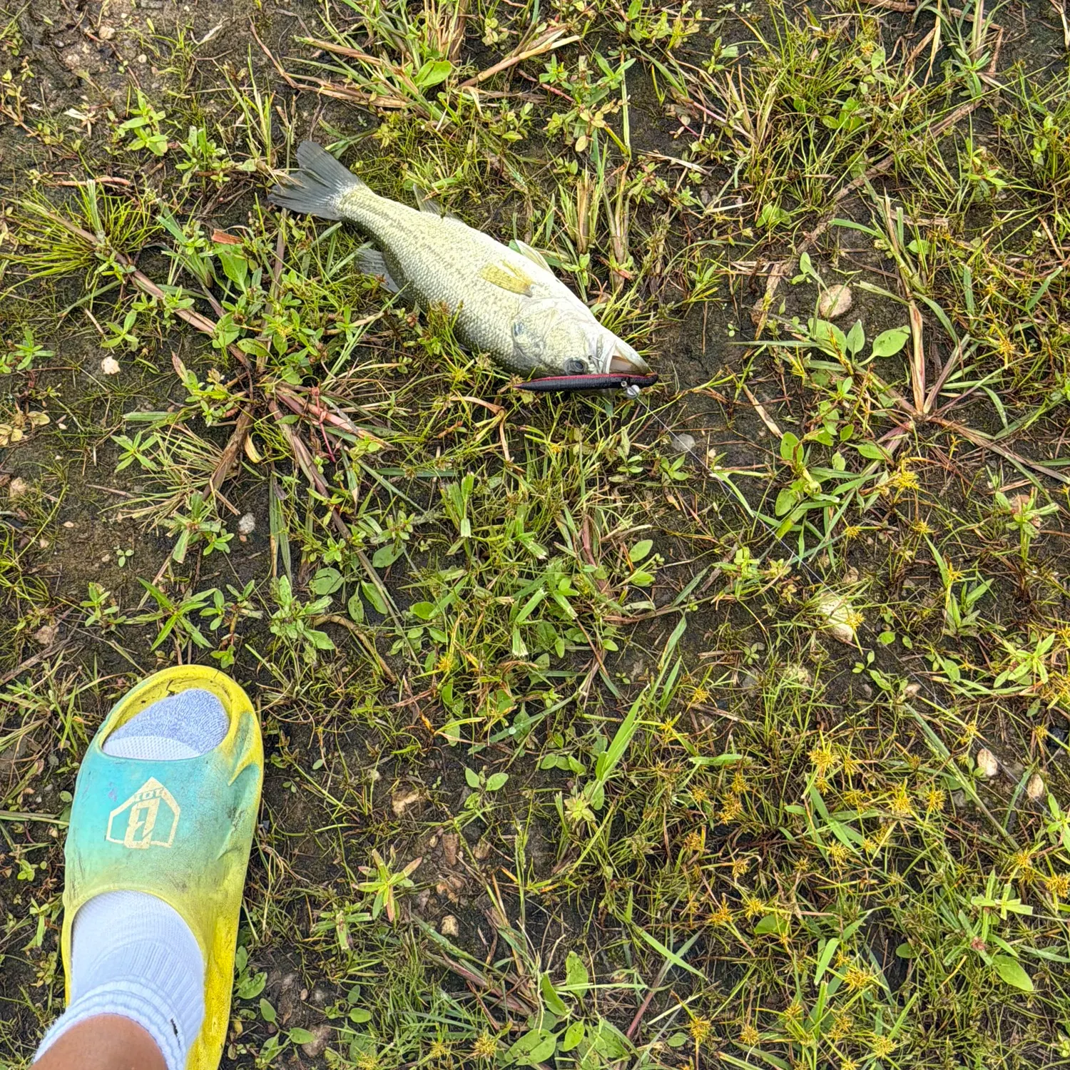 Smallmouth bass caught on Fishbrain
