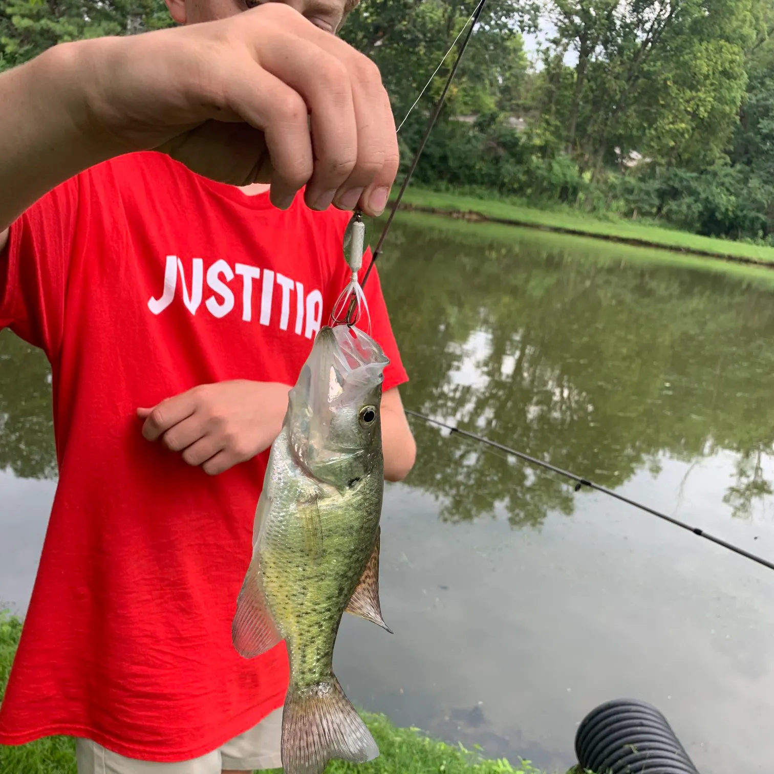 White crappie caught on Fishbrain