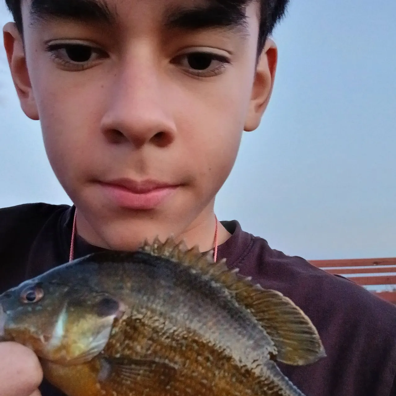 Green sunfish caught on Fishbrain