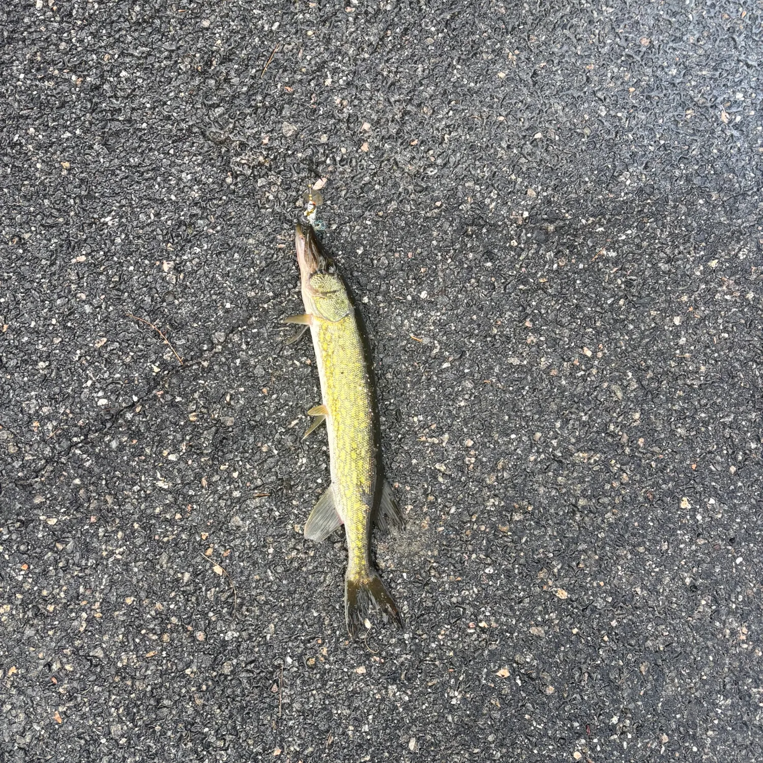 Chain pickerel caught on Fishbrain