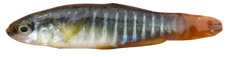 Mediterranean banded killifish