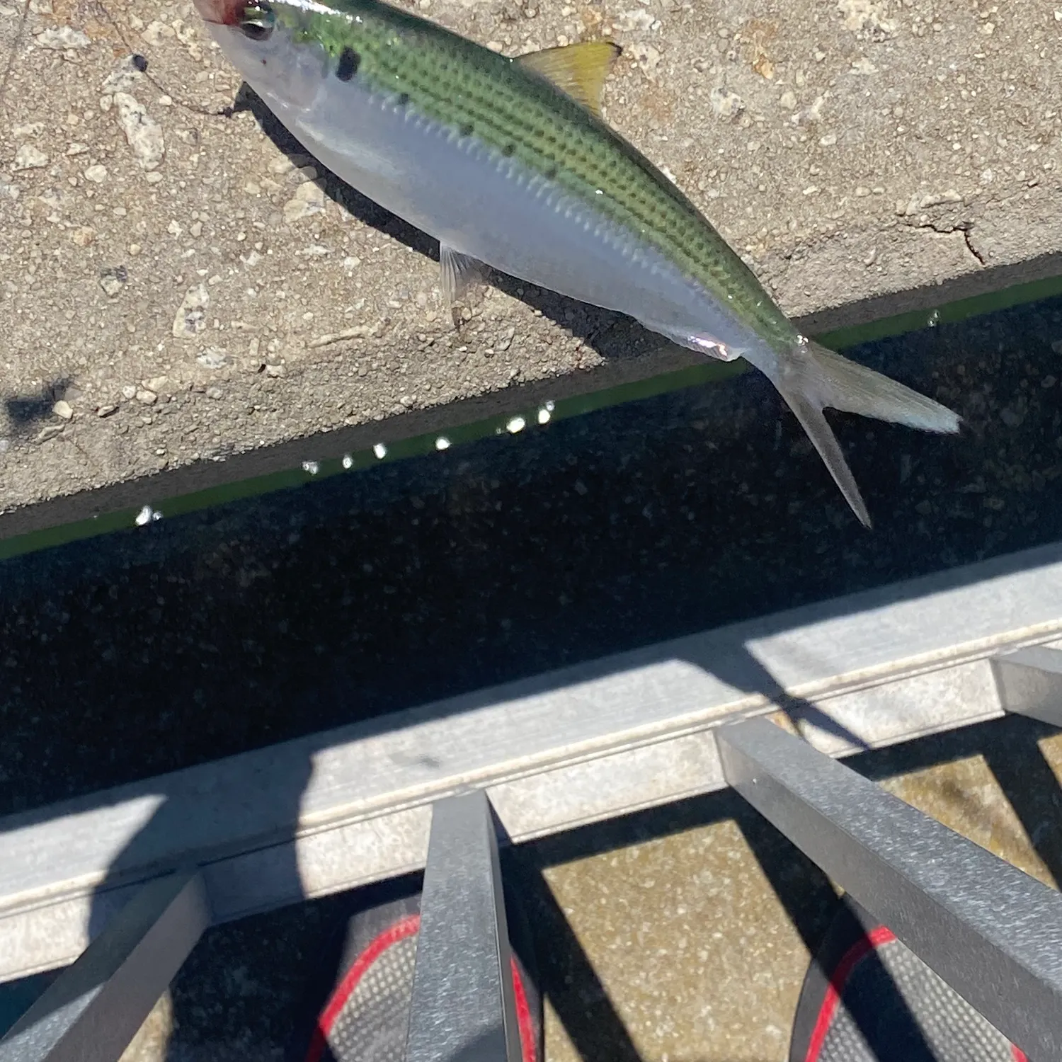 The most recent Atlantic thread herring catches on Fishbrain