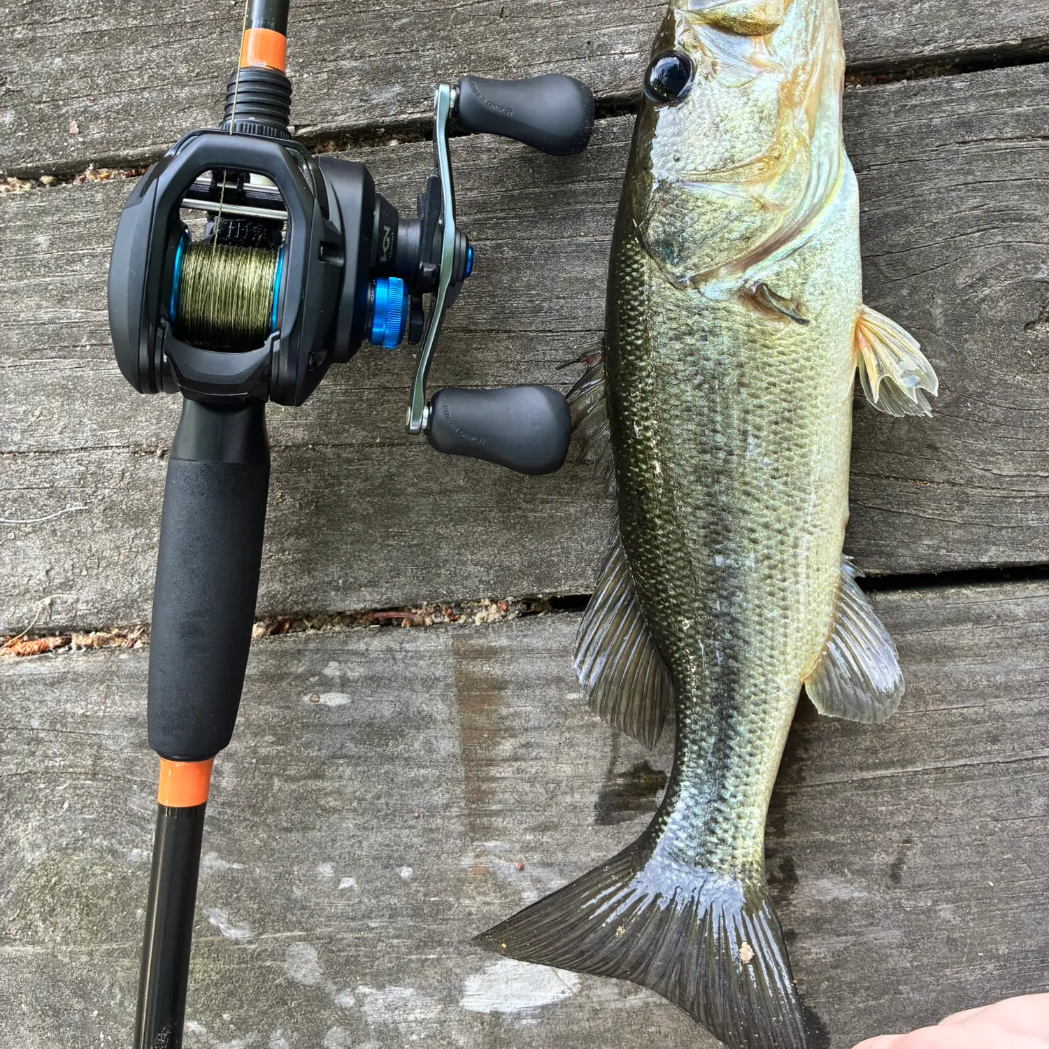 The most recent Largemouth bass catches on Fishbrain