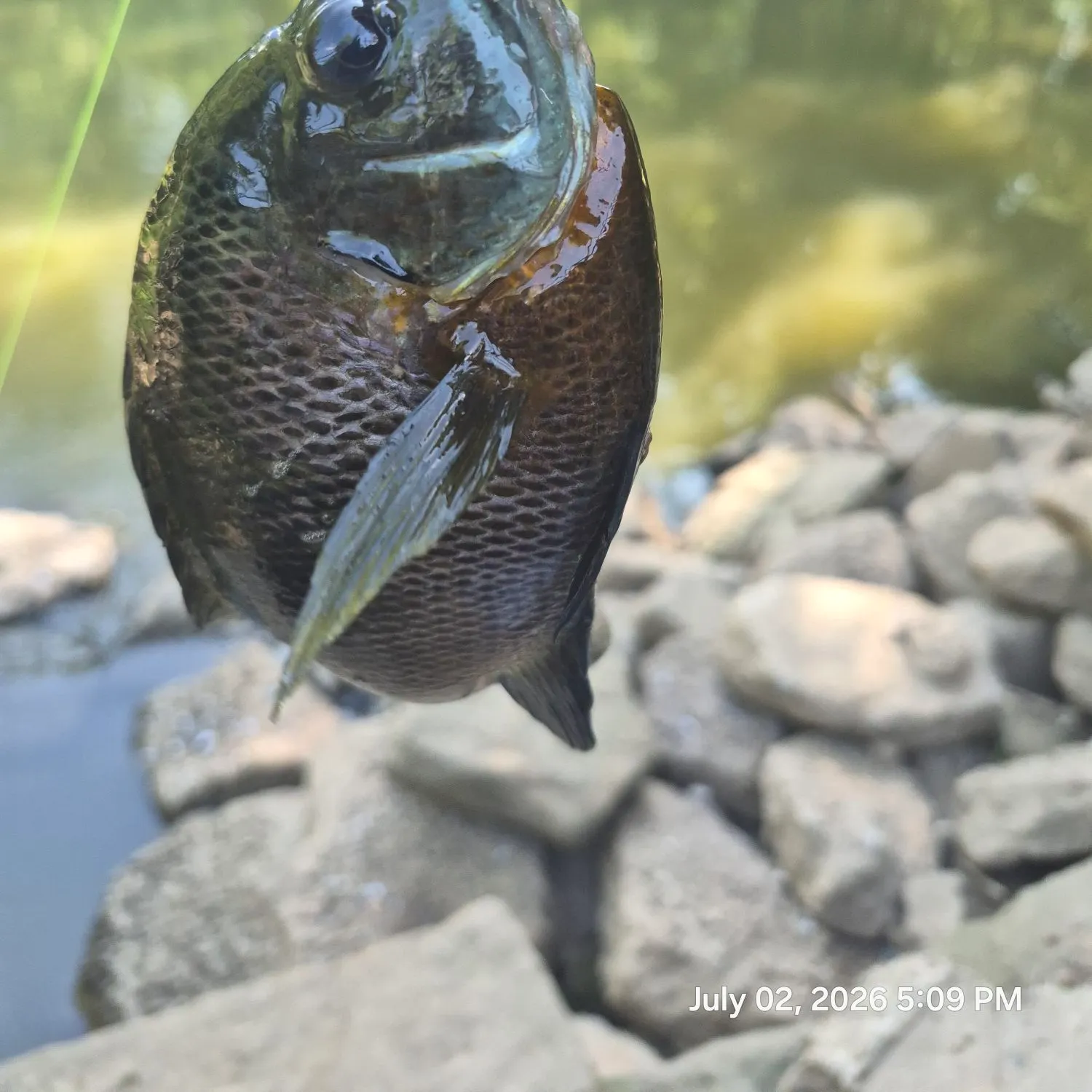 recently logged catches