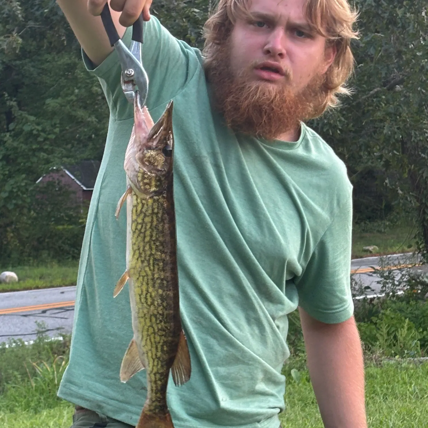 Chain pickerel caught on Fishbrain