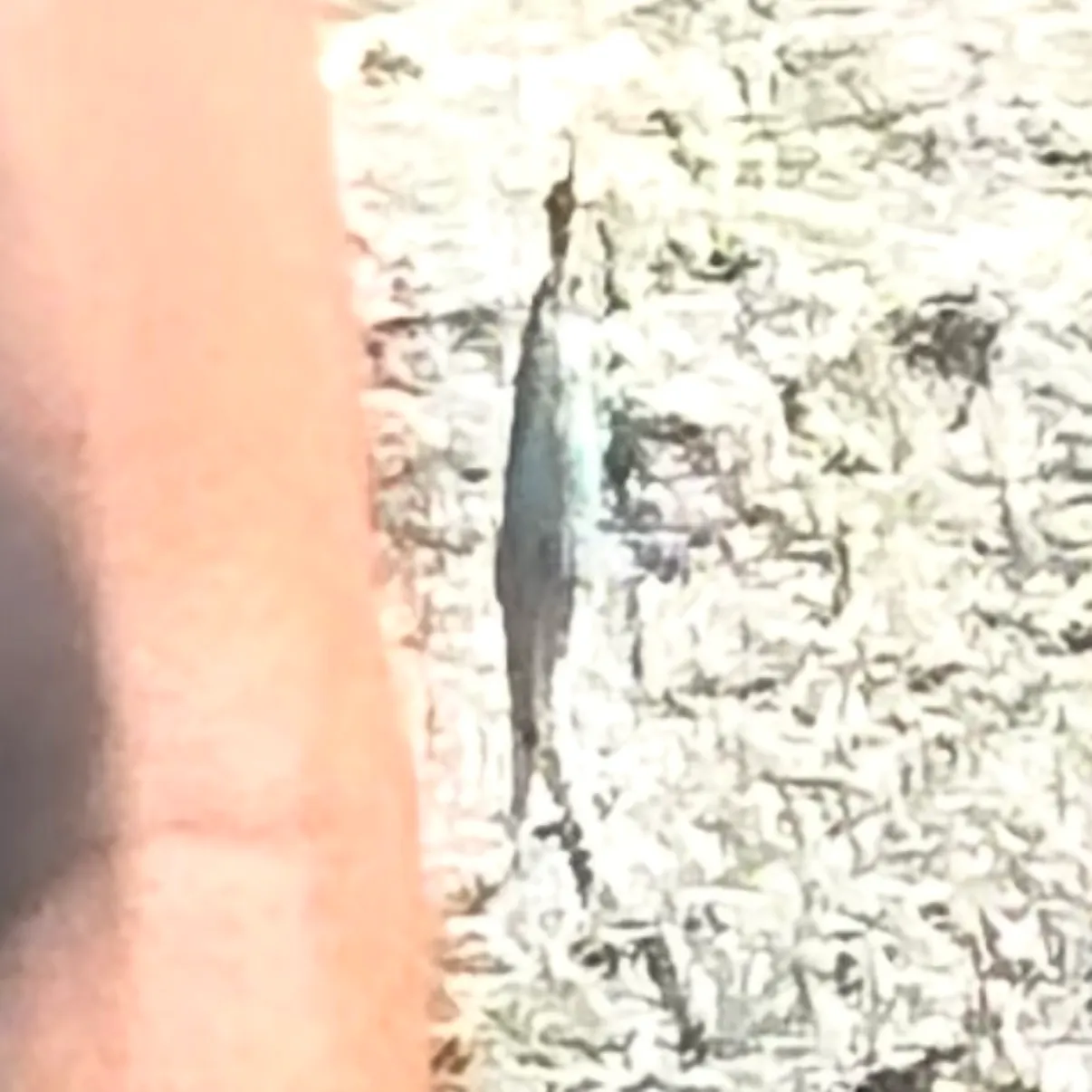 The most recent Western blacktail shiner catches on Fishbrain