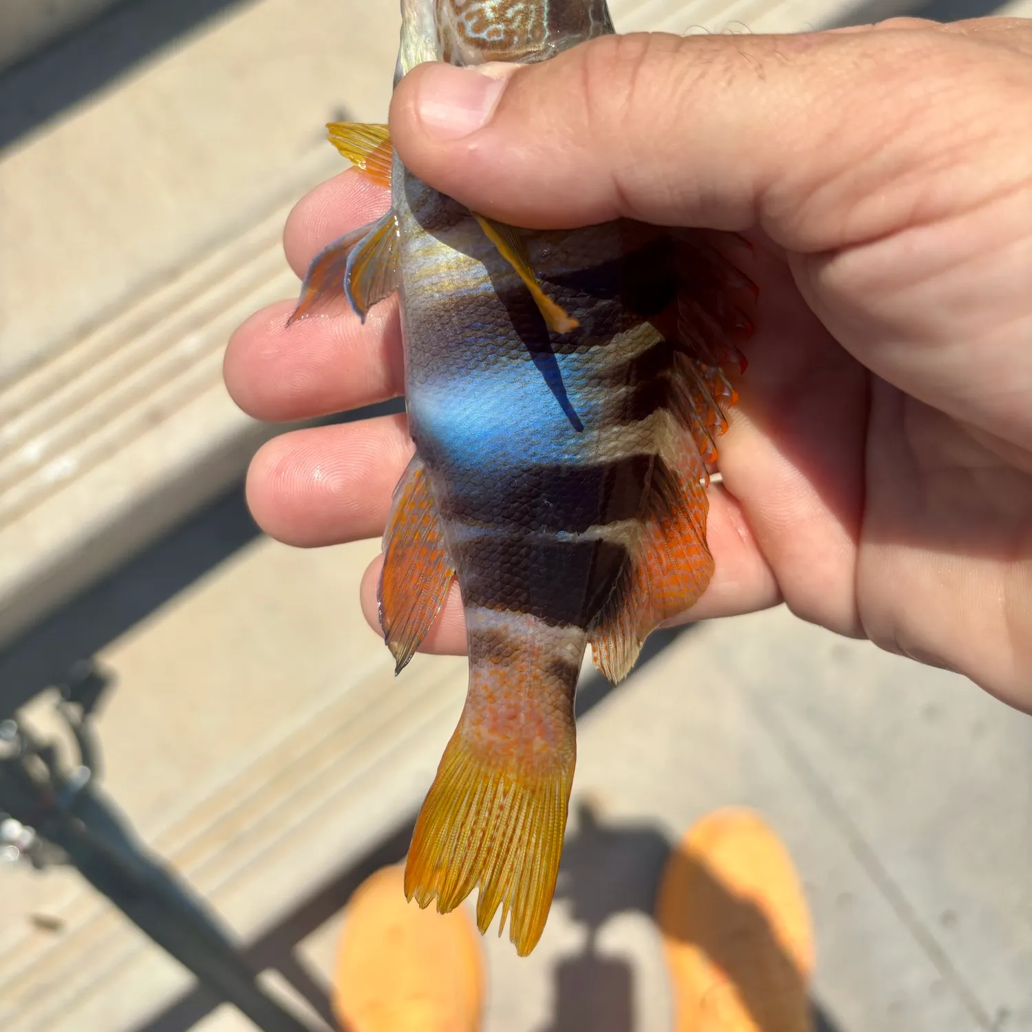 The most recent Painted comber catches on Fishbrain