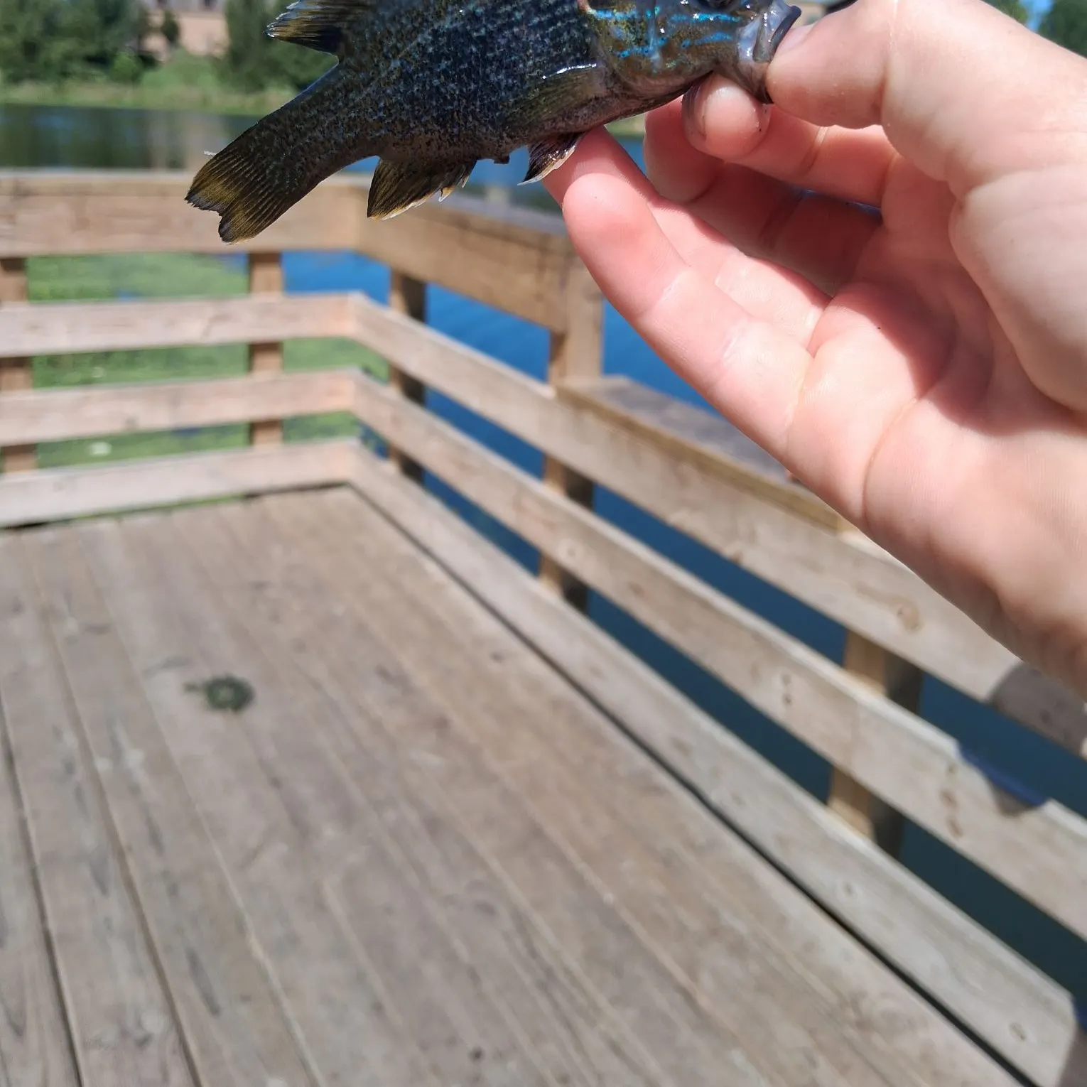Green sunfish caught on Fishbrain