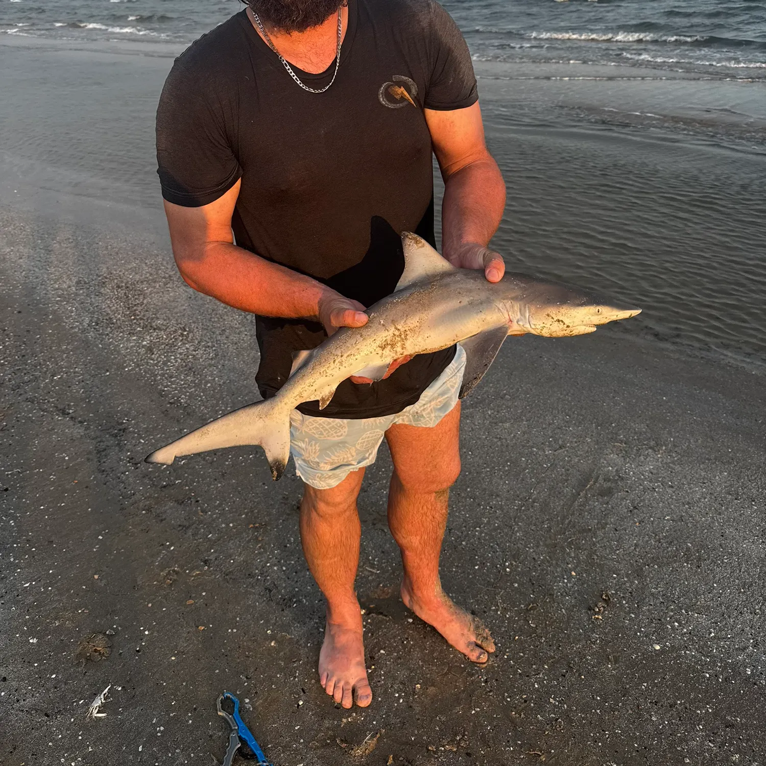 Sandbar shark caught on Fishbrain