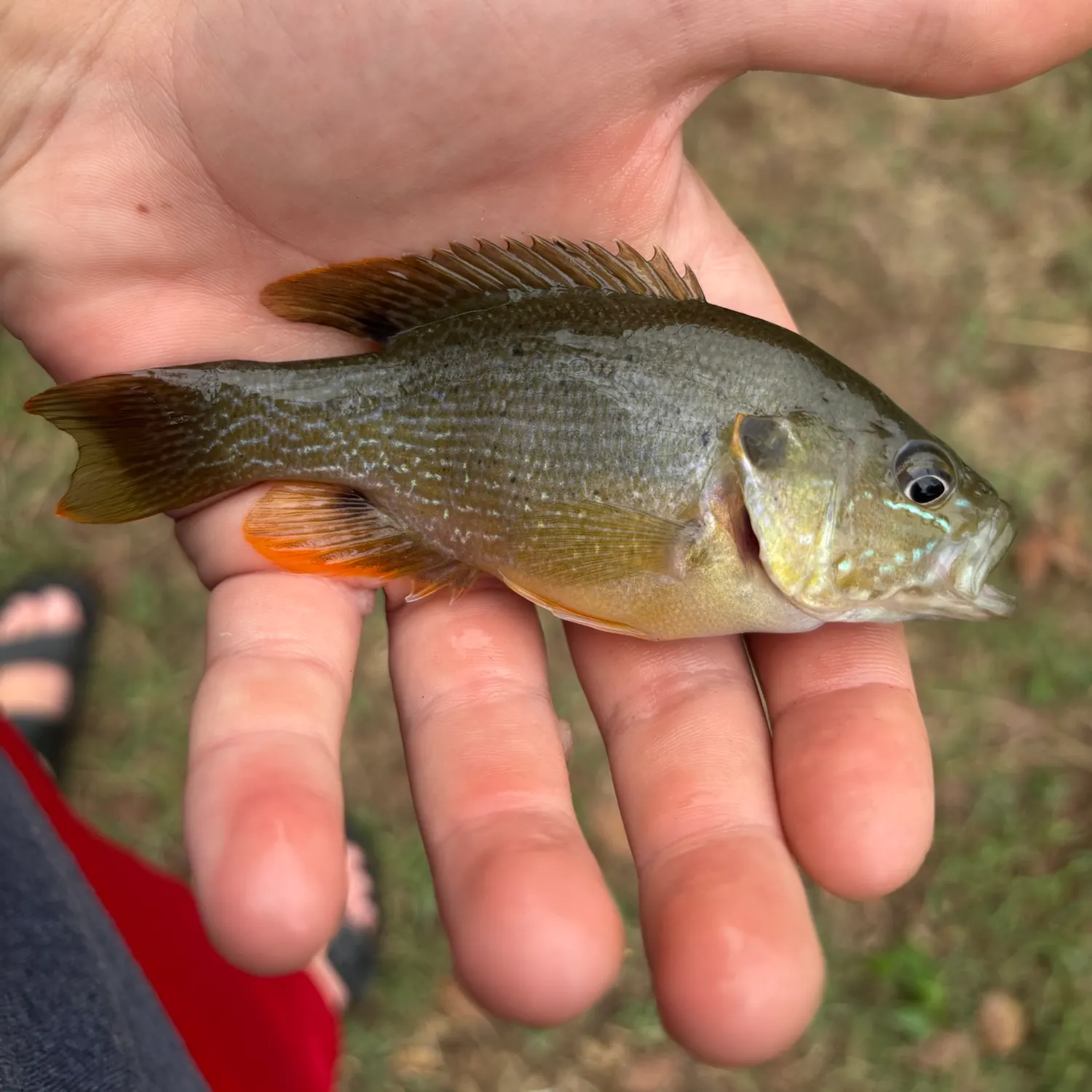 Green sunfish caught on Fishbrain