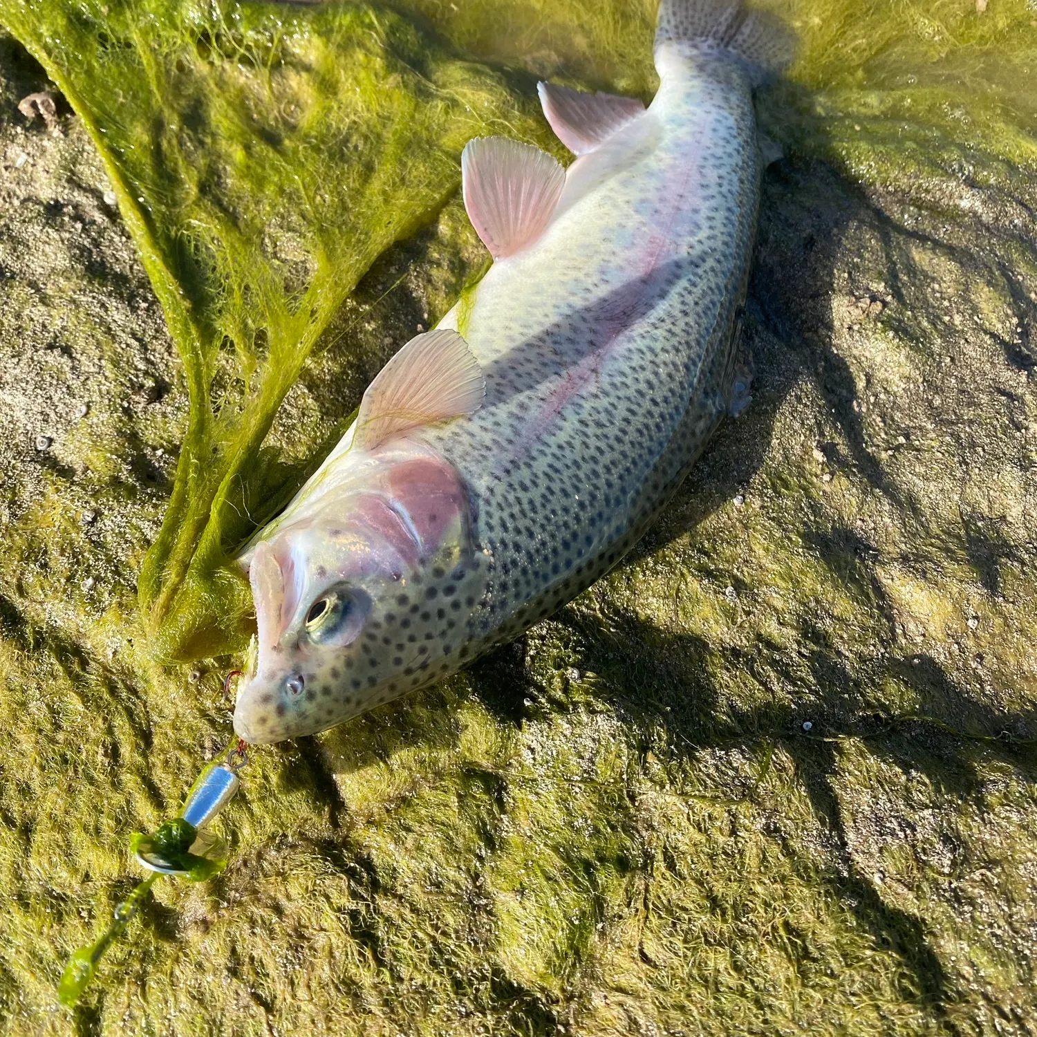 Rainbow trout caught on Fishbrain