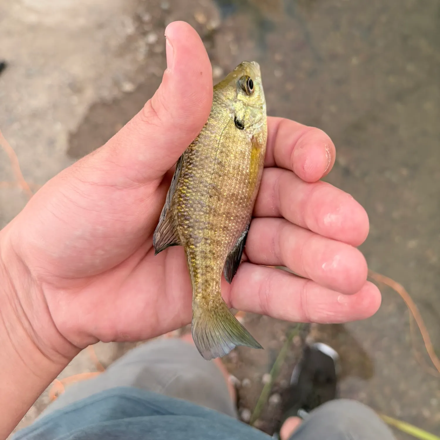Bluegill caught on Fishbrain