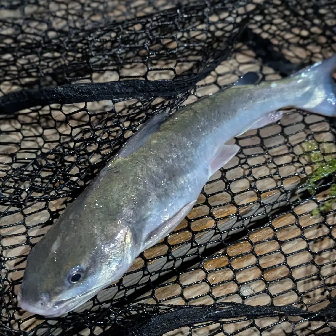 The most recent Hardhead sea catfish catches on Fishbrain