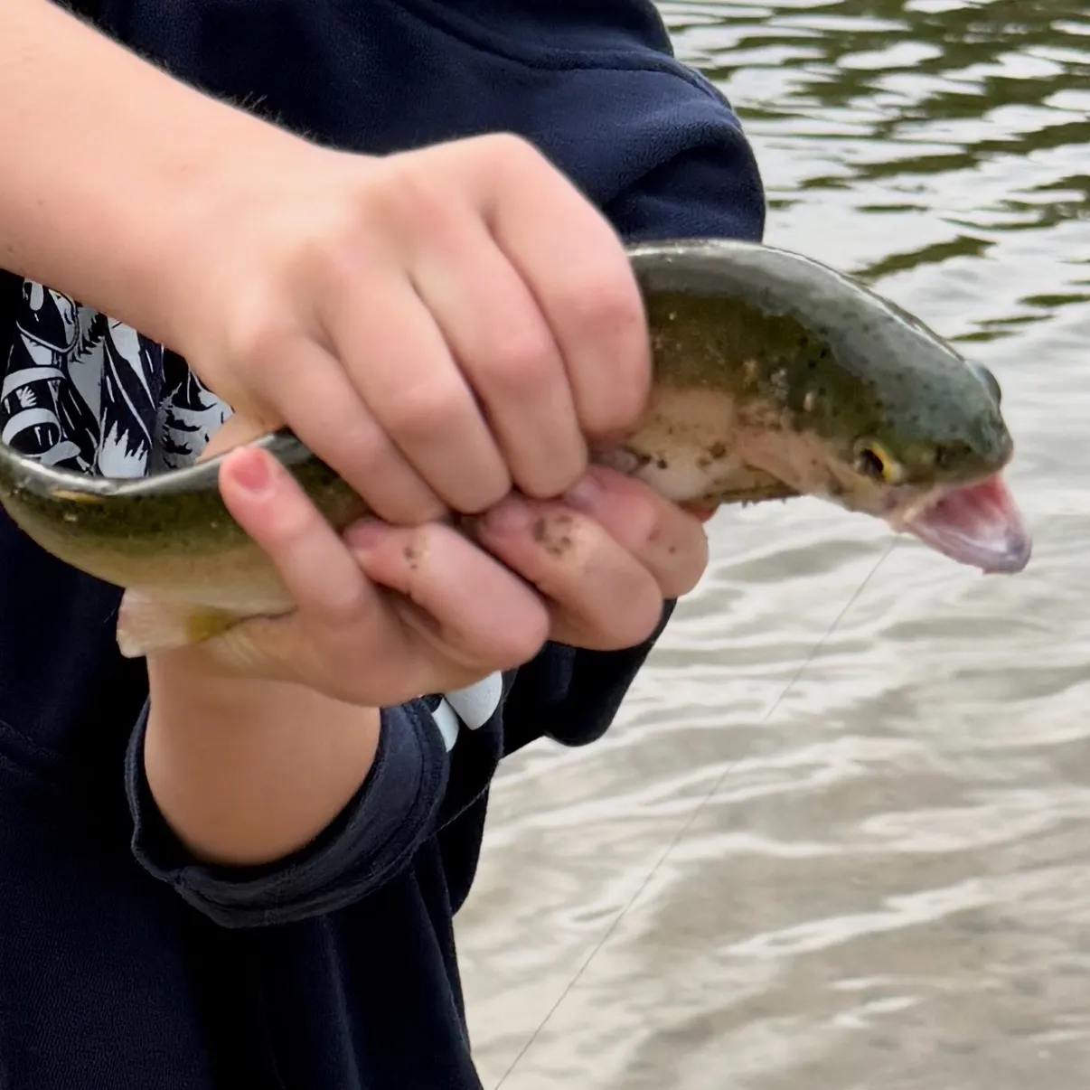 The most recent Round whitefish catches on Fishbrain