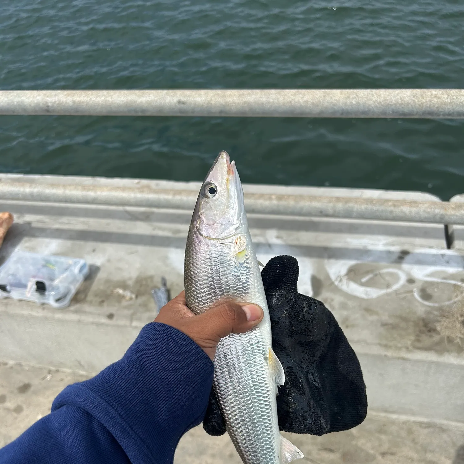 The most recent West Atlantic bonefish catches on Fishbrain