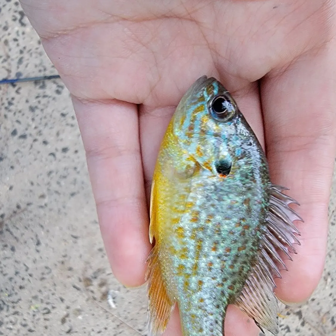 Pumpkinseed caught on Fishbrain