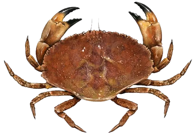 Jonah crab