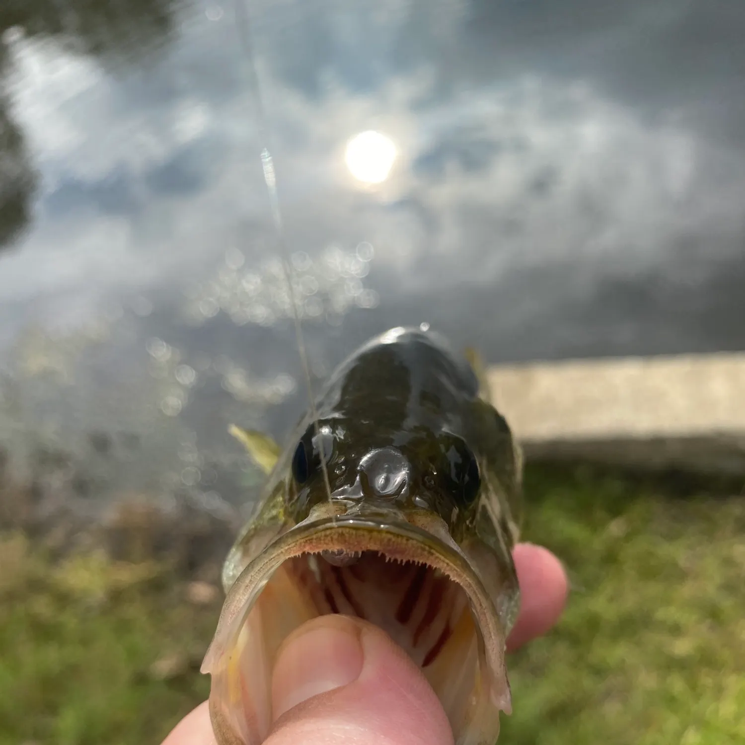 Florida bass caught on Fishbrain