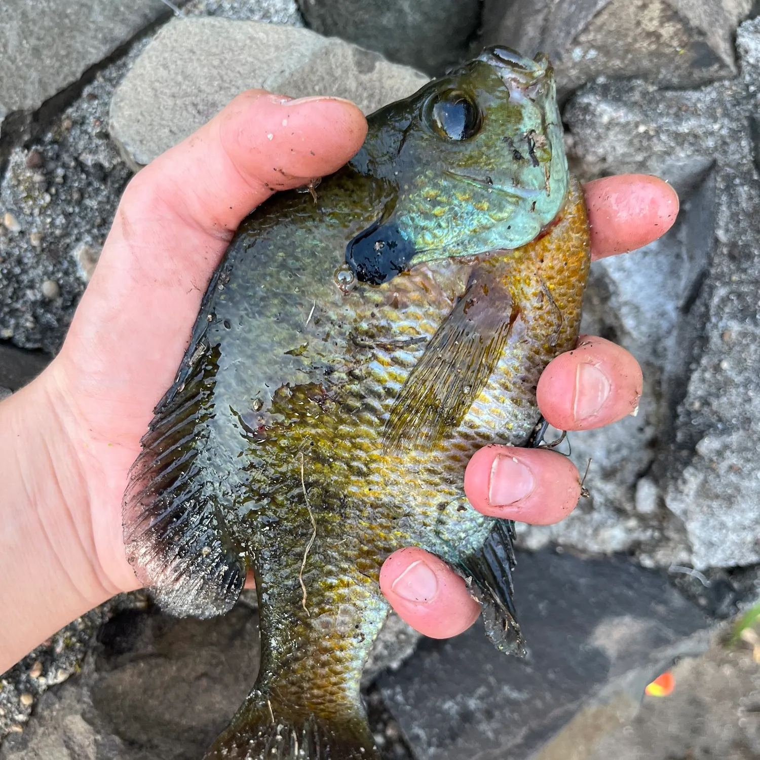 Bluegill caught on Fishbrain