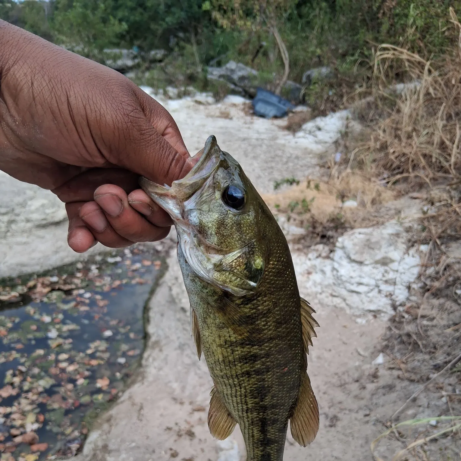 Guadalupe bass caught on Fishbrain