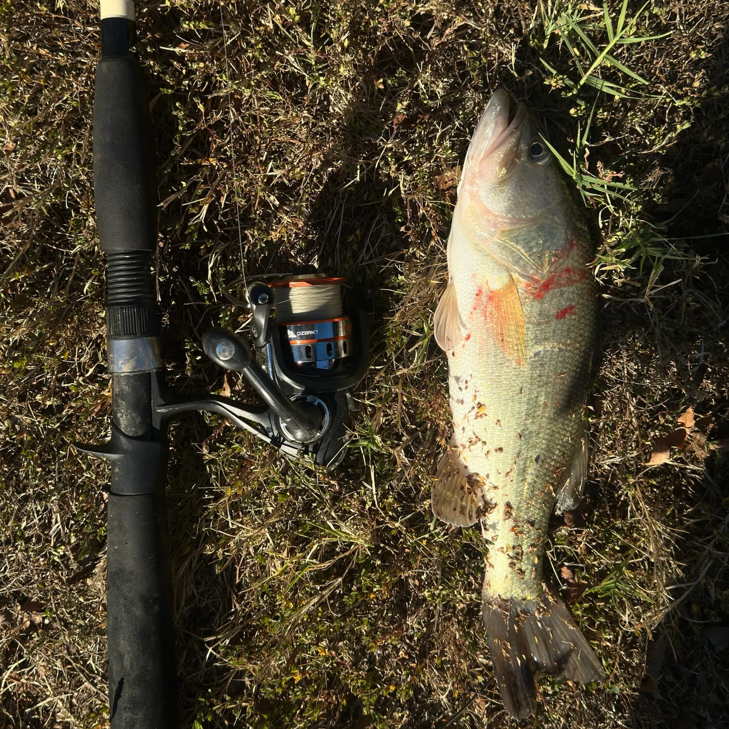 Largemouth bass caught on Fishbrain