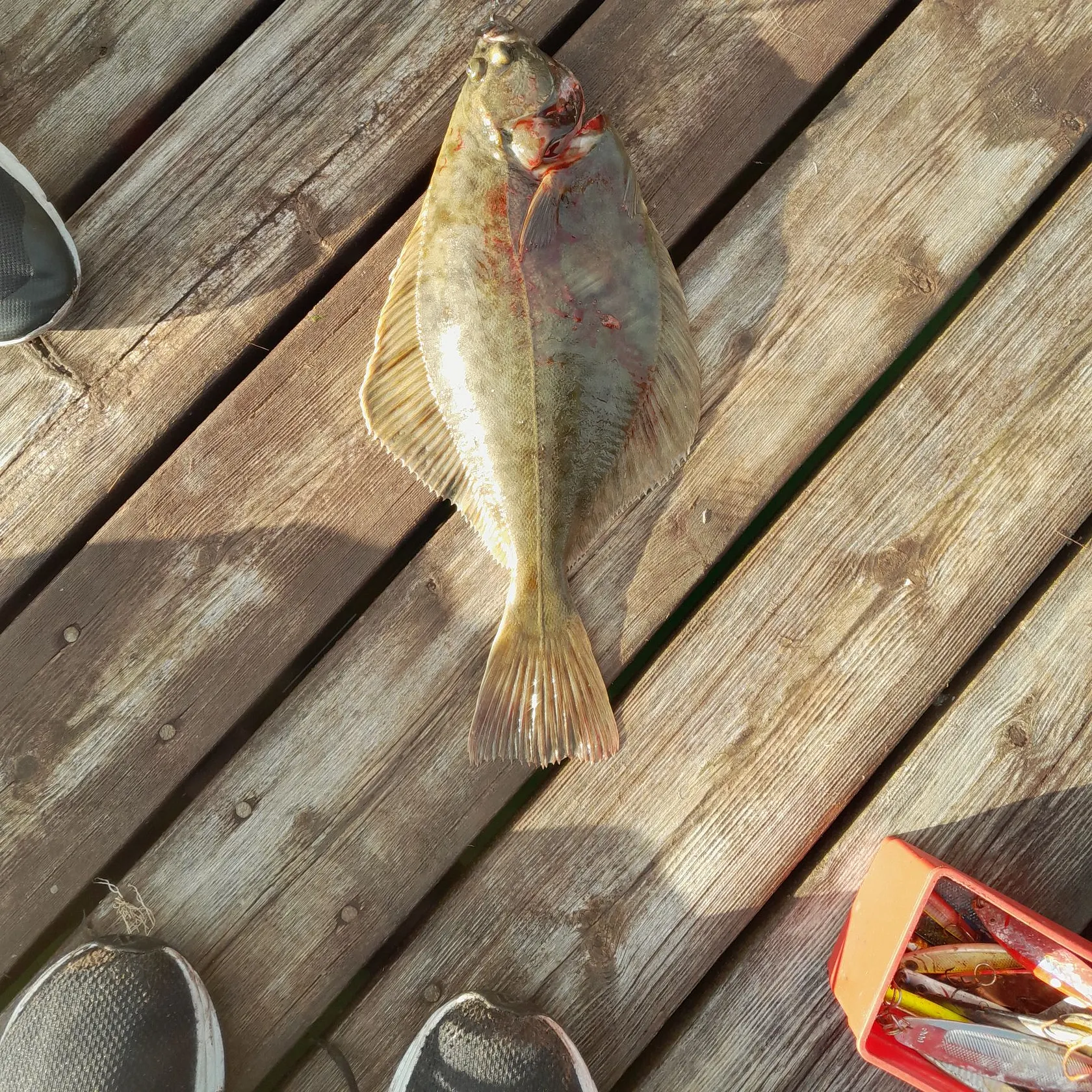 Common dab caught on Fishbrain