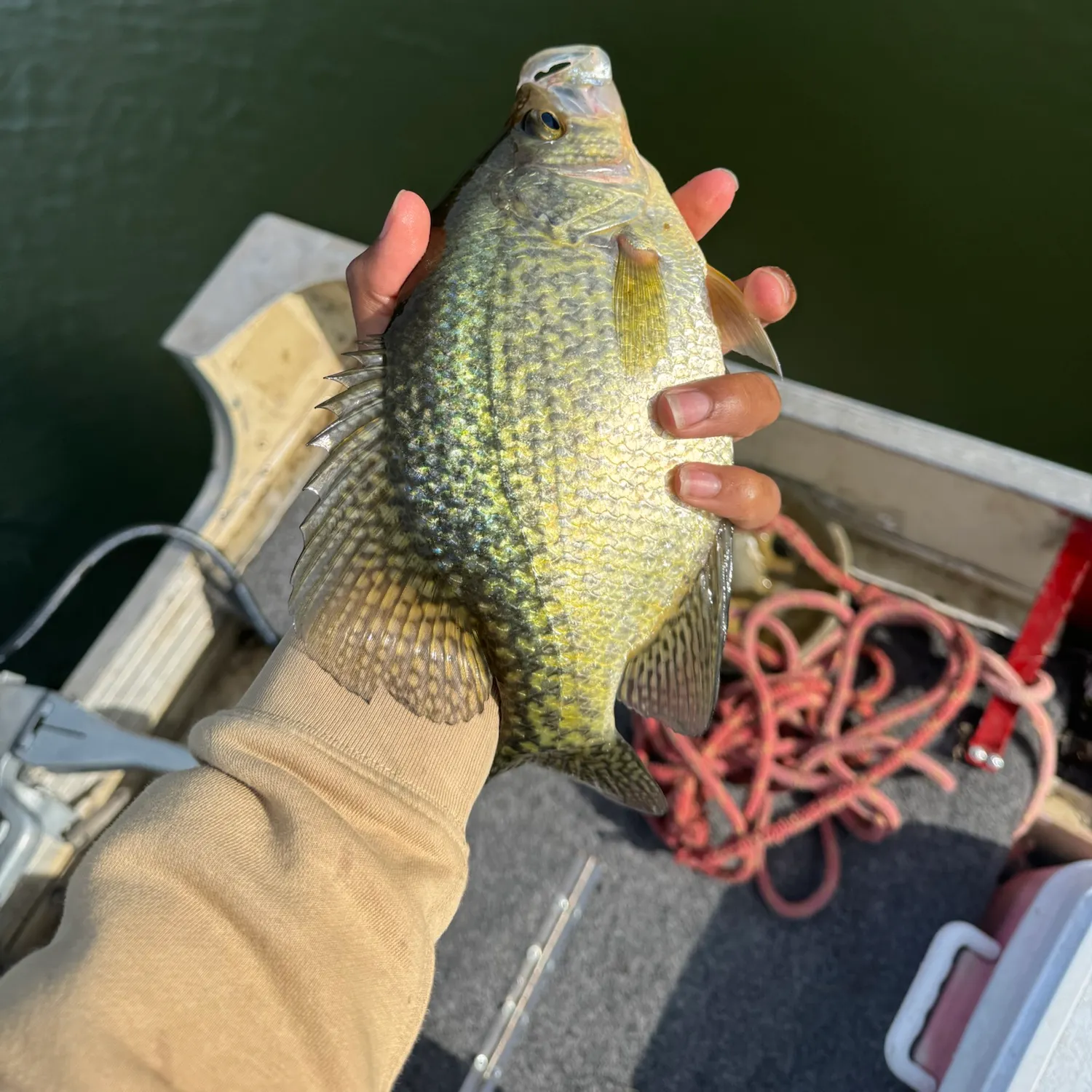 Black crappie caught on Fishbrain