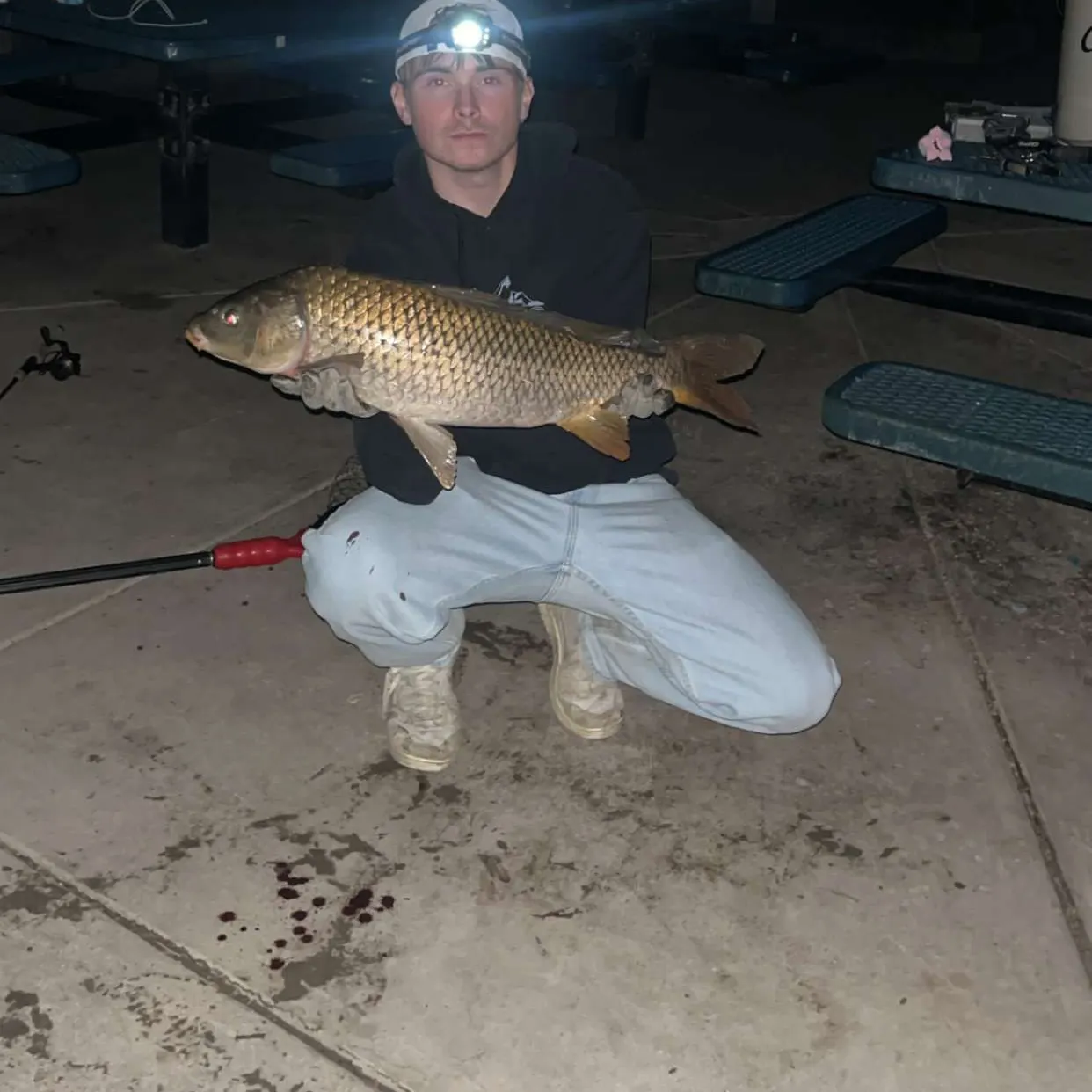 Common carp caught on Fishbrain