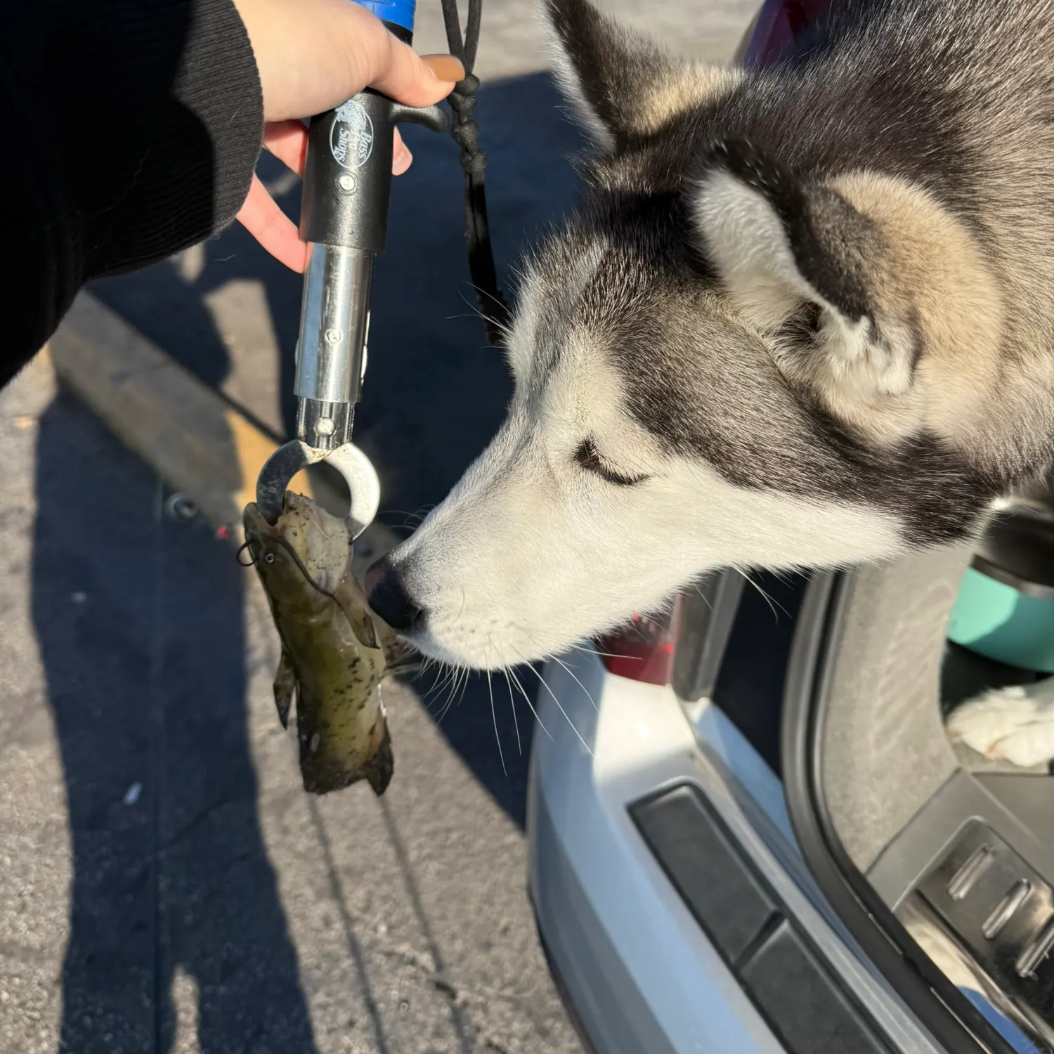 Yellow bullhead caught on Fishbrain