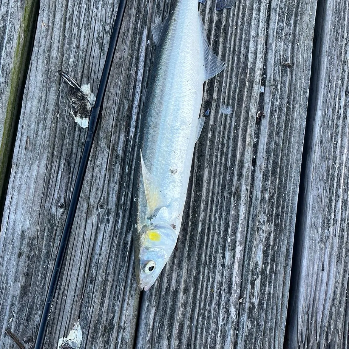 The most recent Jack silverside catches on Fishbrain