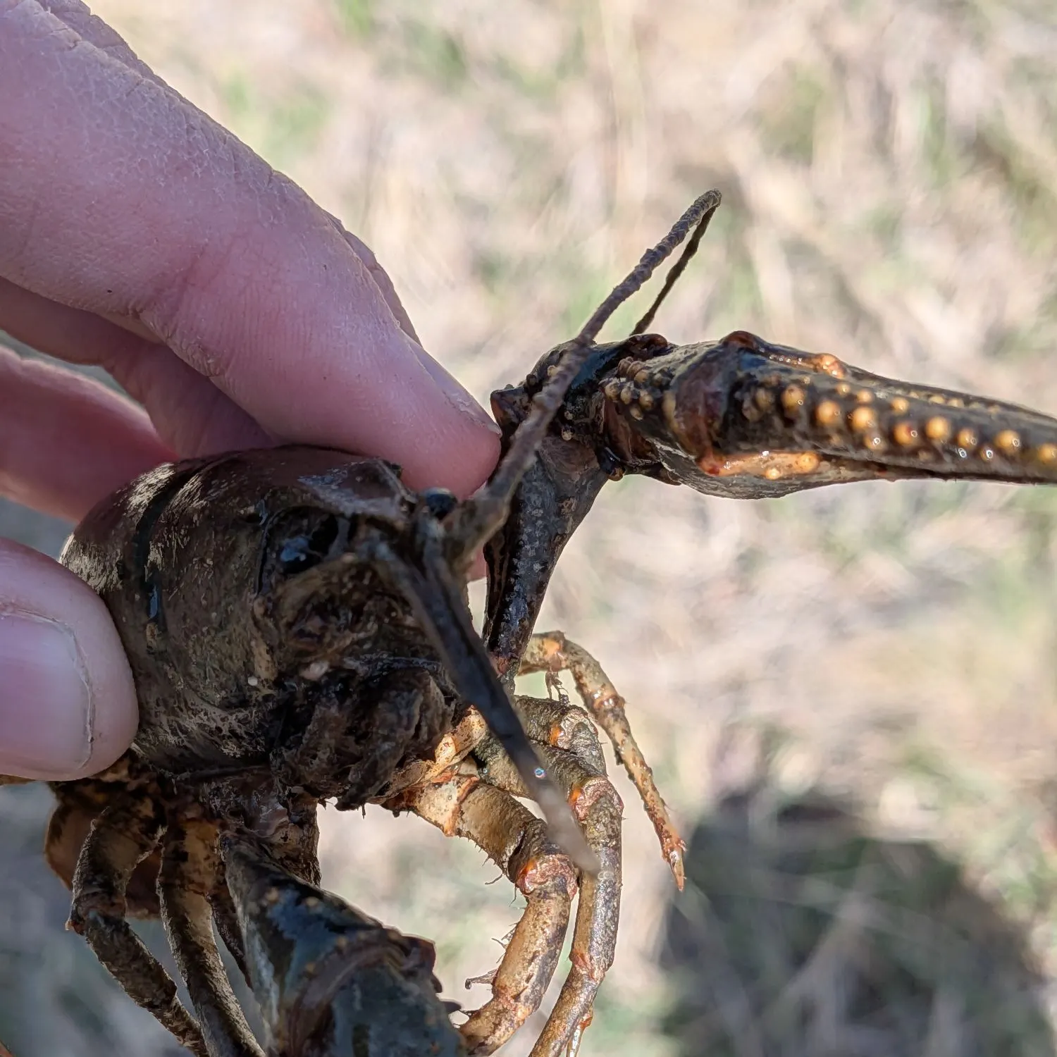 The most recent Virile crayfish catches on Fishbrain