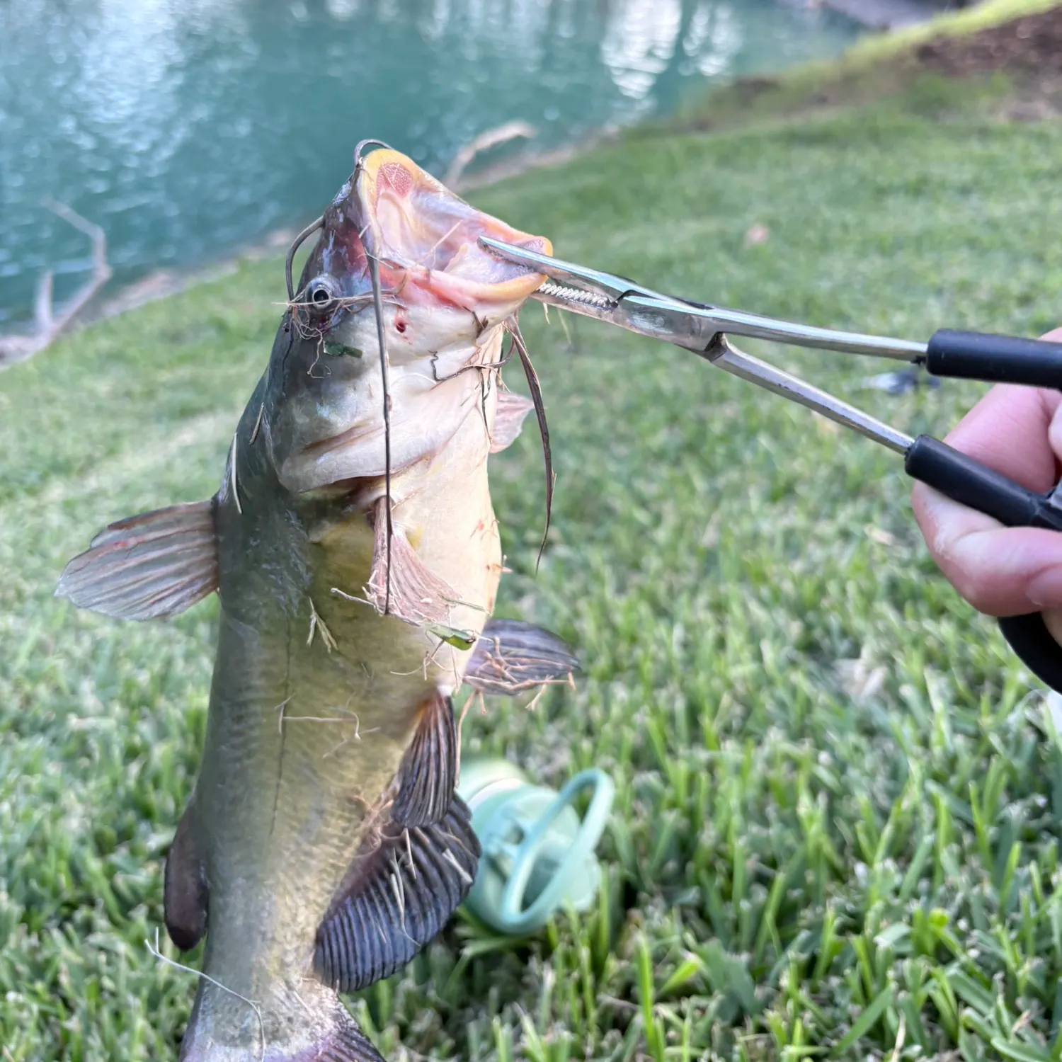 Yellow bullhead caught on Fishbrain