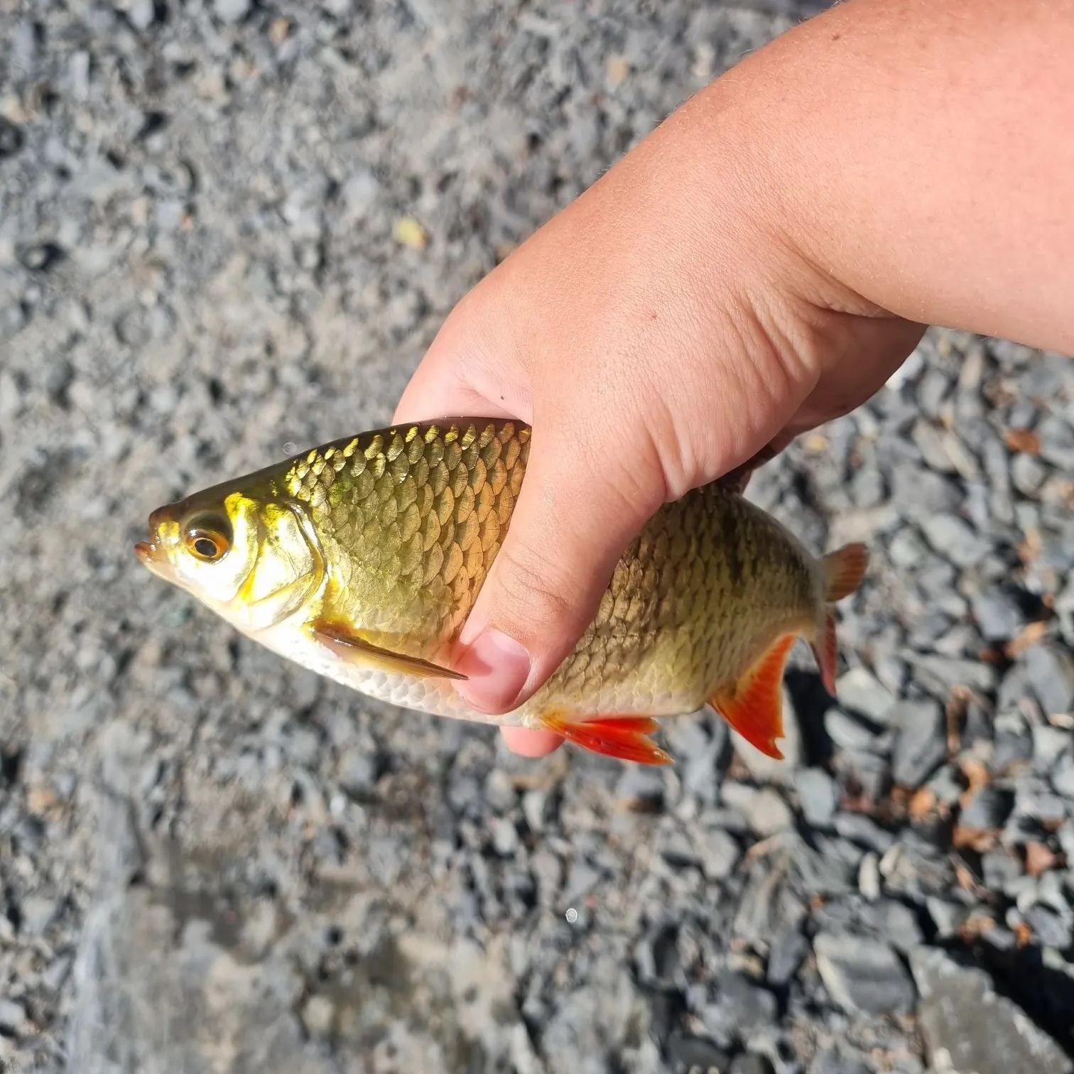 Common roach caught on Fishbrain