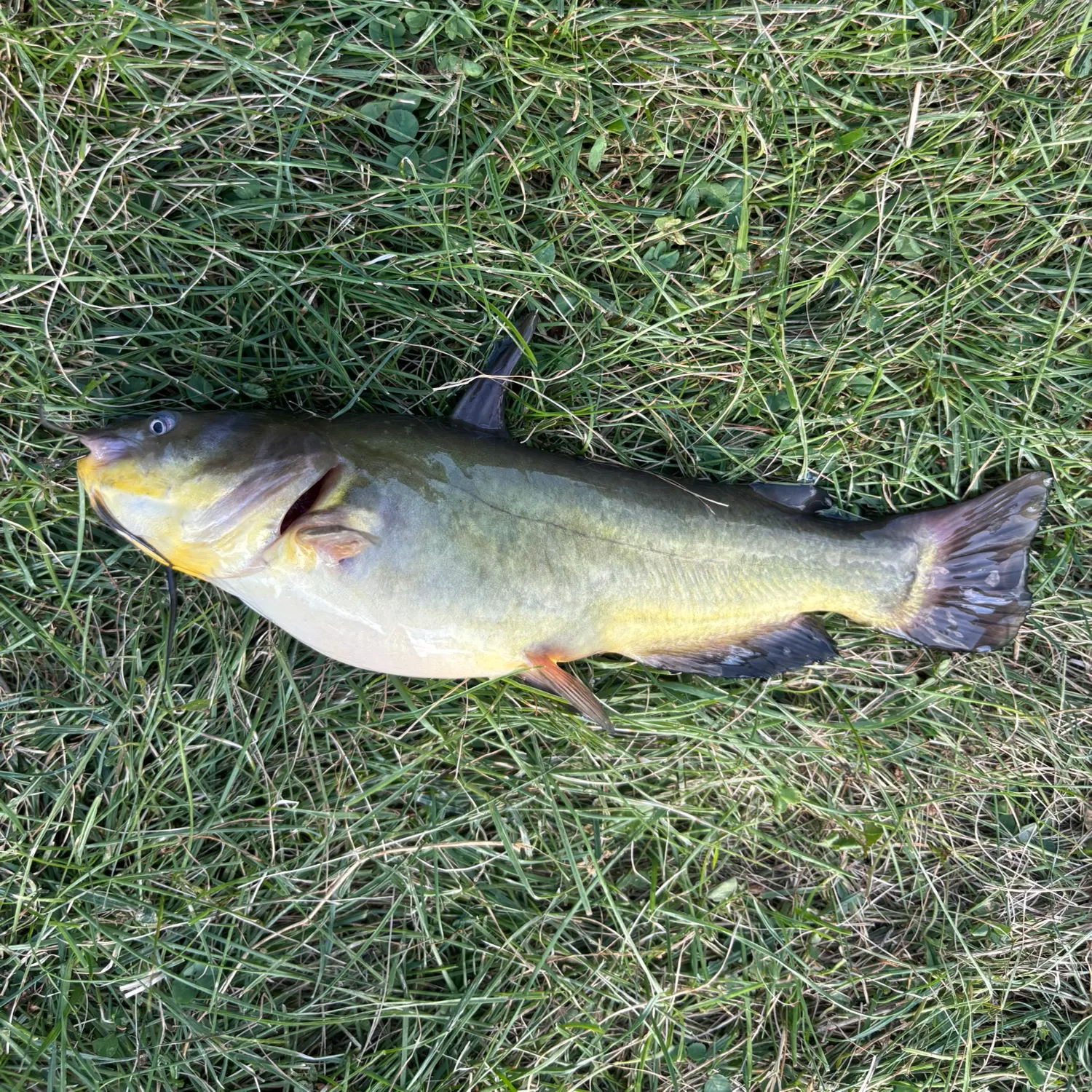 Yellow bullhead caught on Fishbrain