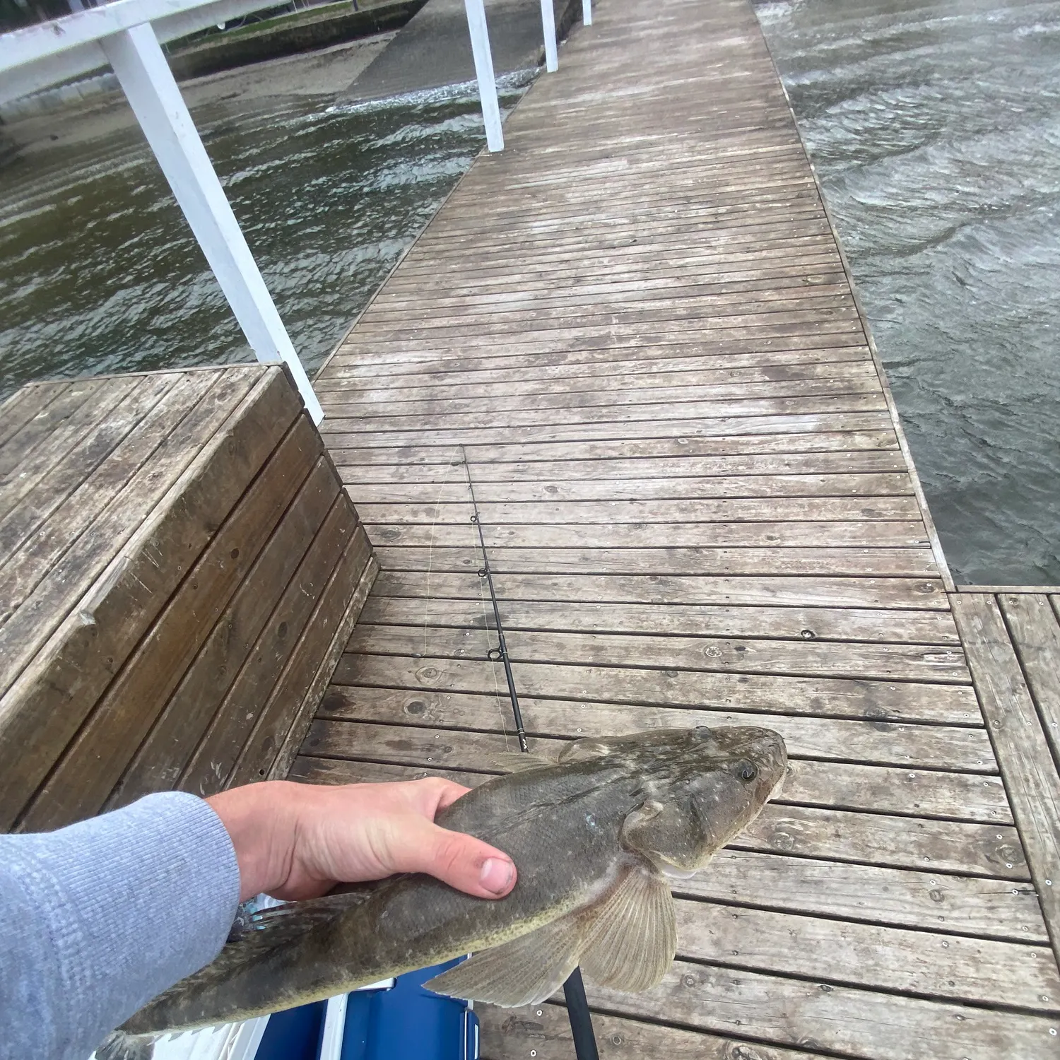 The most recent Dusky flathead catches on Fishbrain
