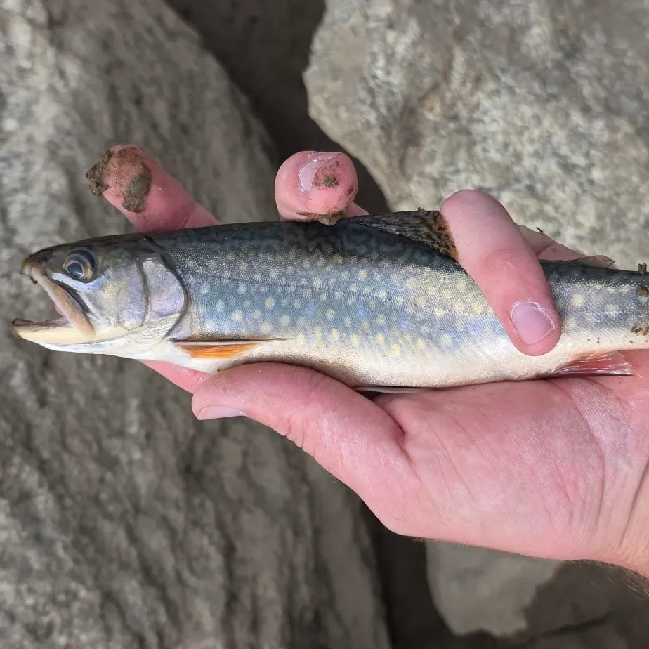 Brook trout caught on Fishbrain
