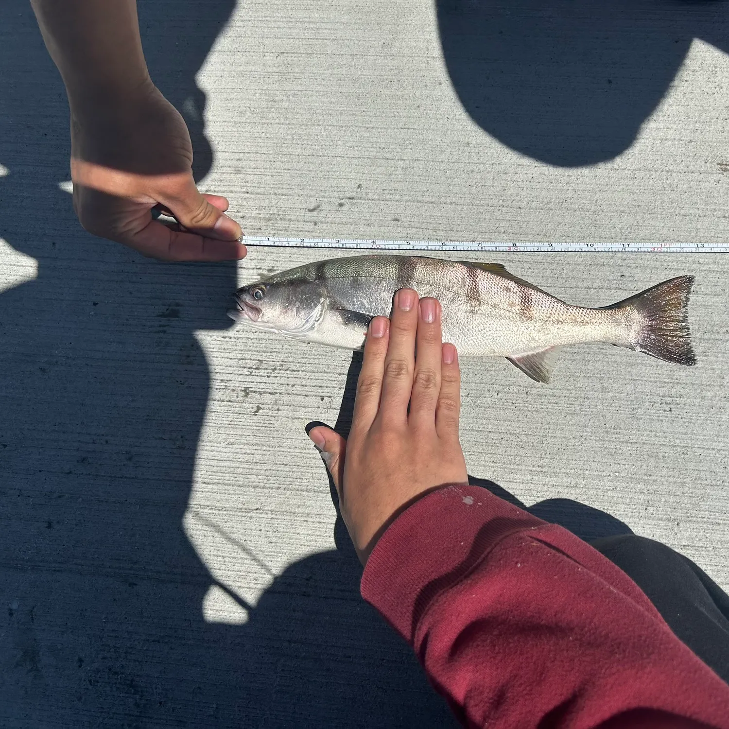 The most recent White seabass catches on Fishbrain