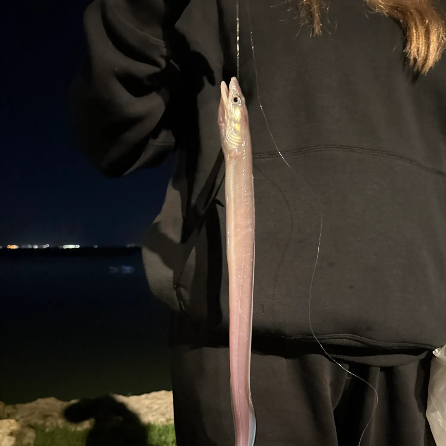 The most recent European eel catches on Fishbrain