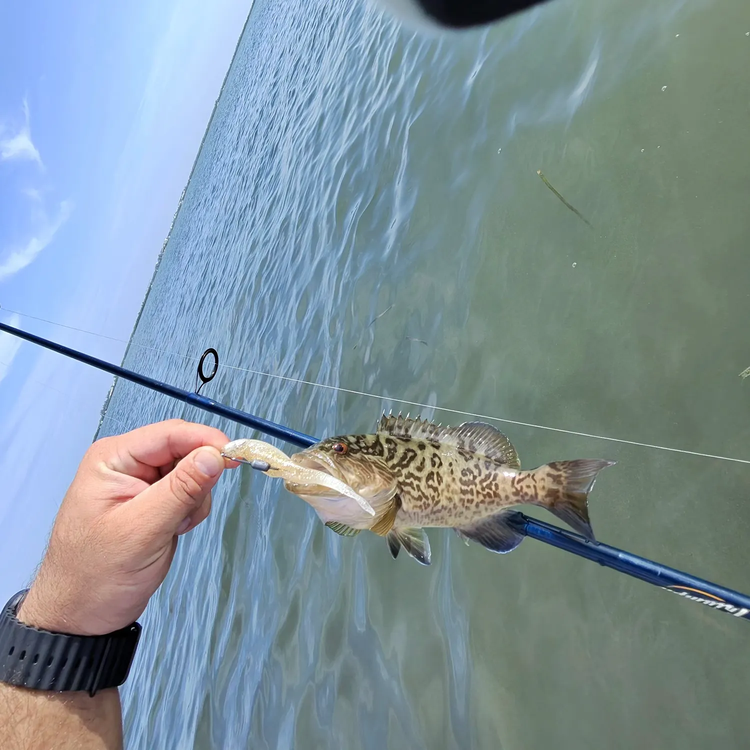 Gag grouper caught on Fishbrain
