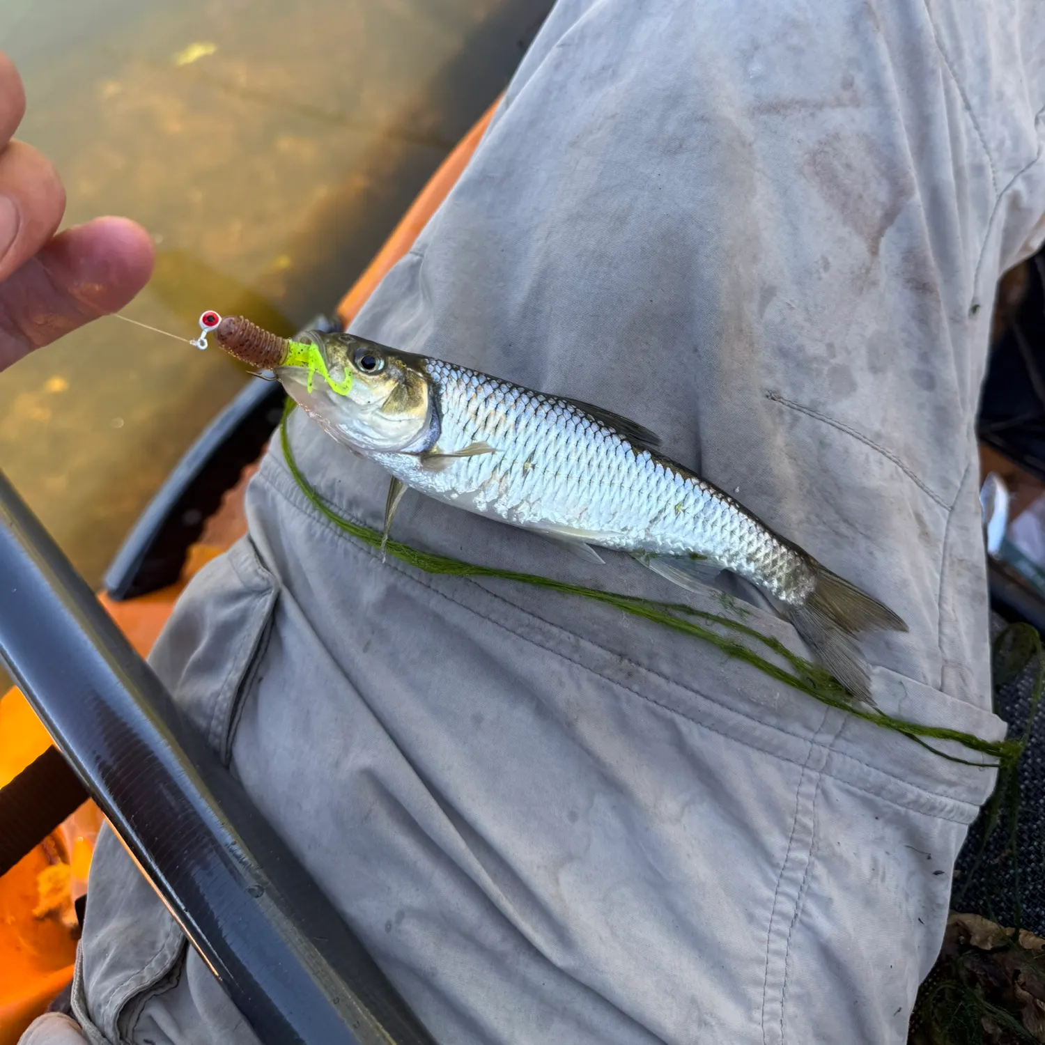 Striped shiner caught on Fishbrain