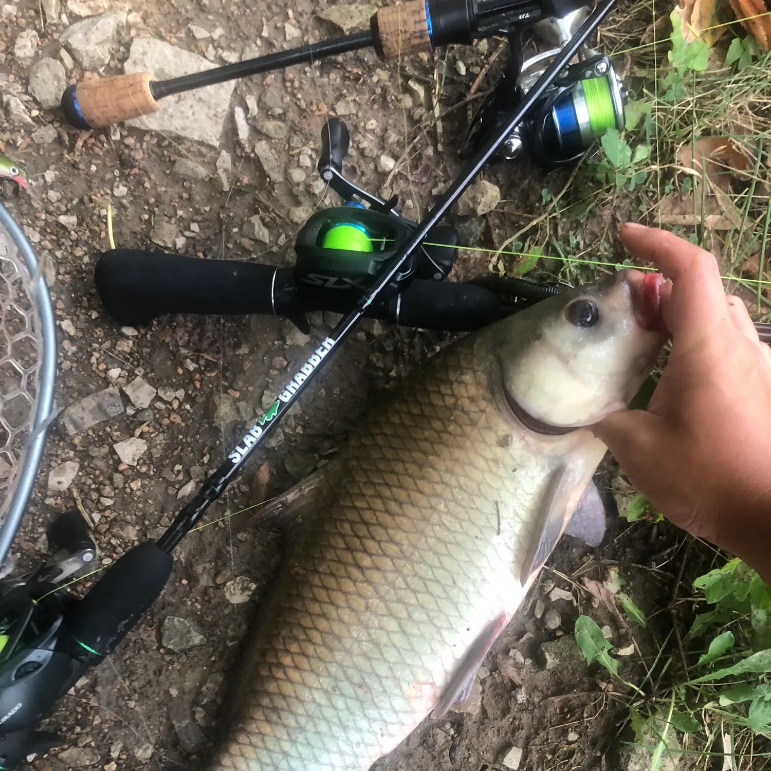 Black buffalo caught on Fishbrain