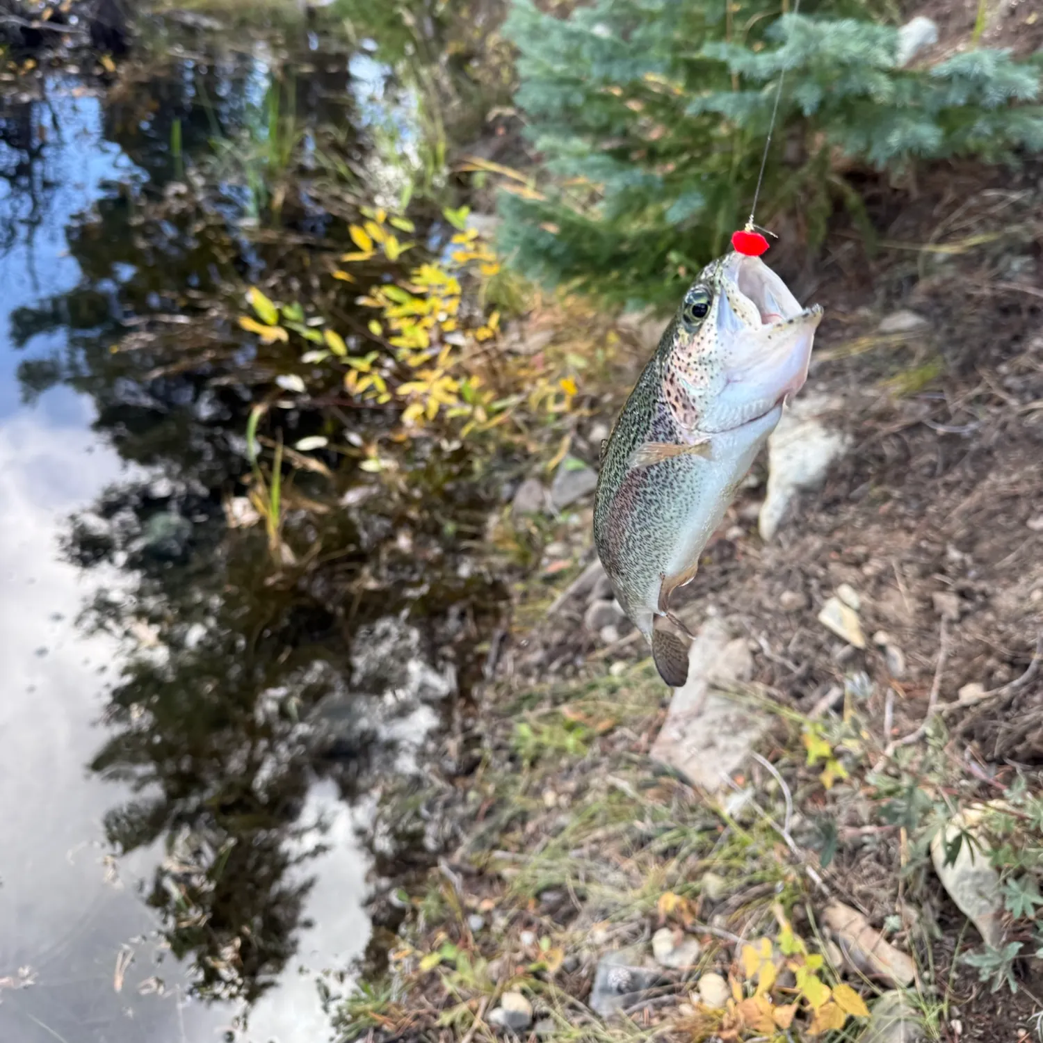 Rainbow trout caught on Fishbrain