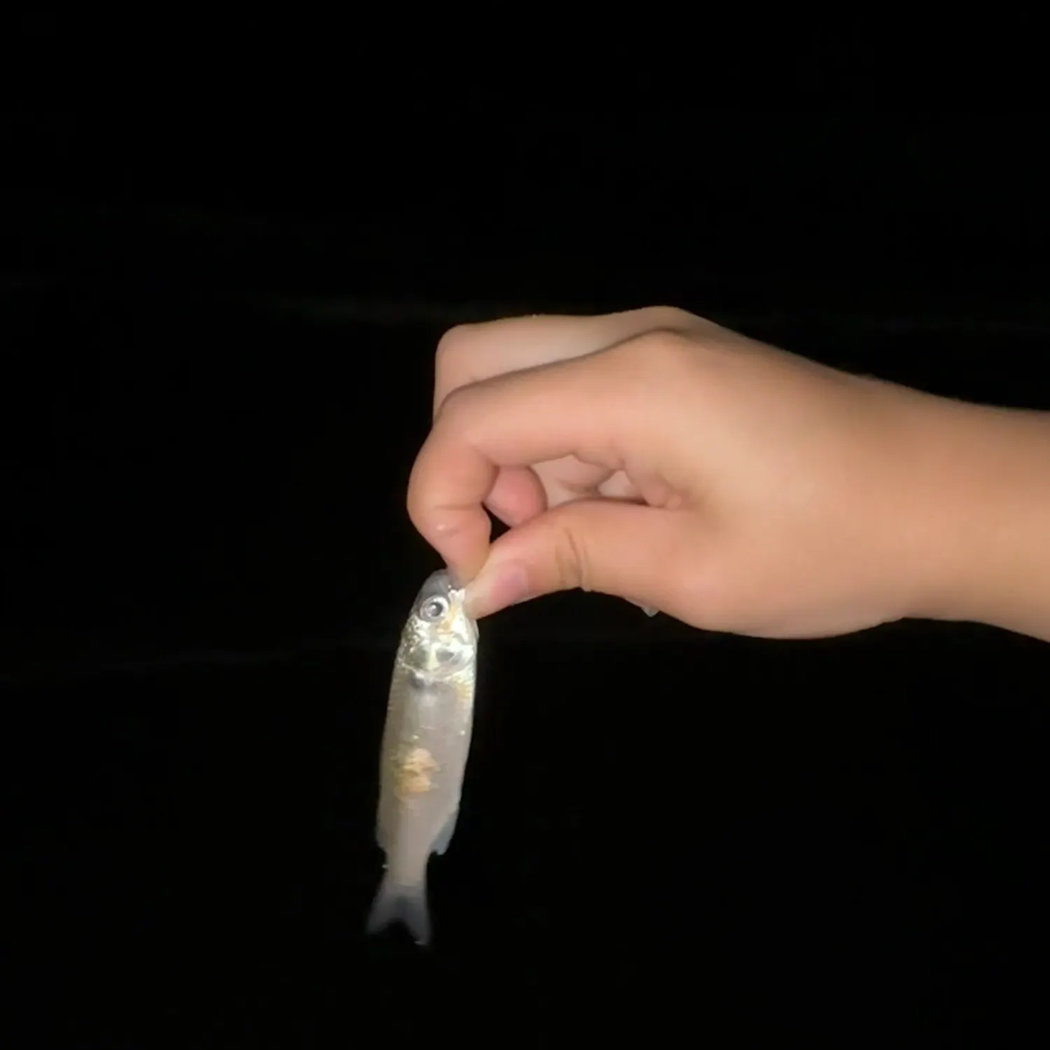 The most recent Whiting catches on Fishbrain