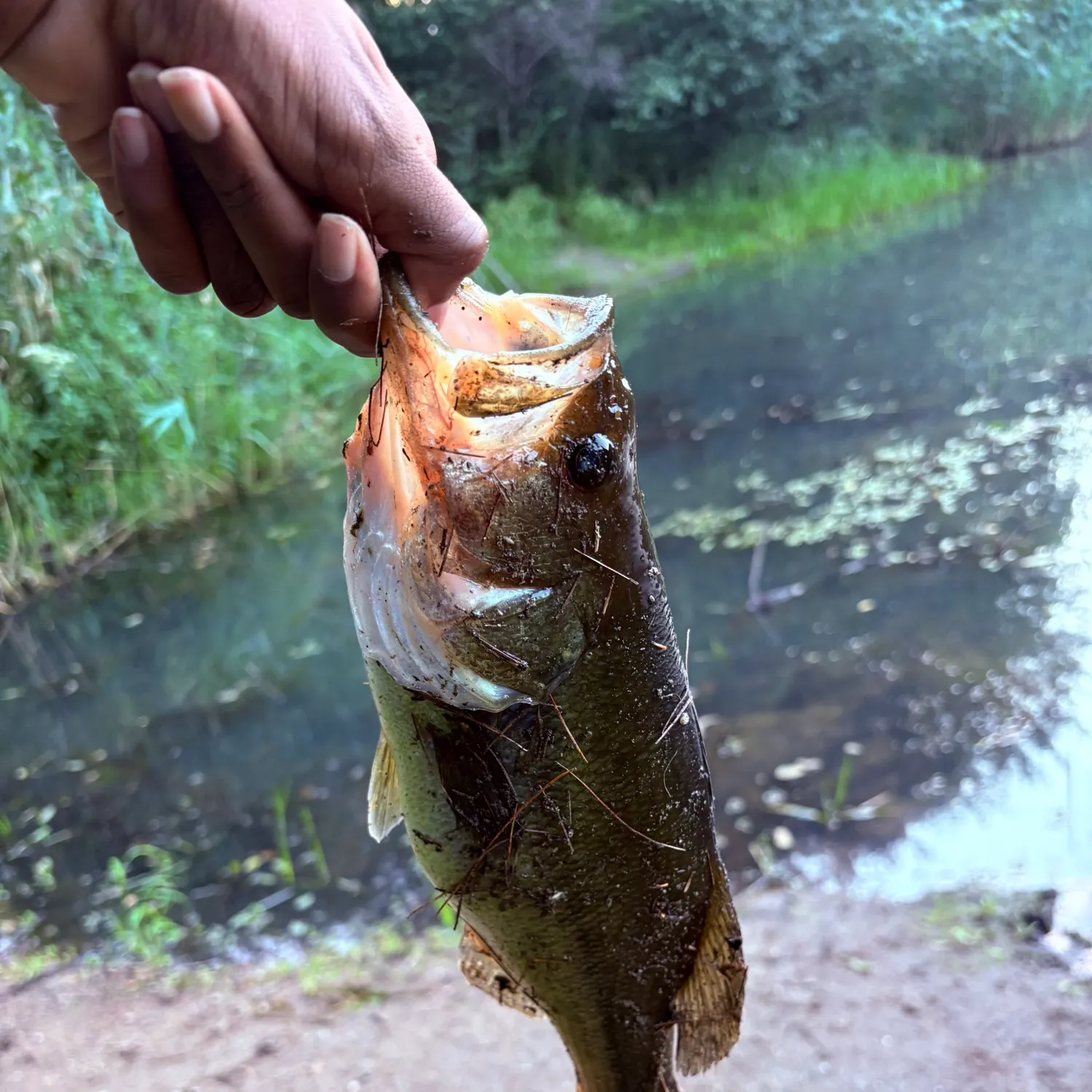 Largemouth bass caught on Fishbrain