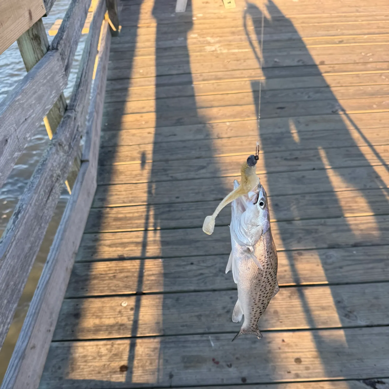 Spotted seatrout caught on Fishbrain
