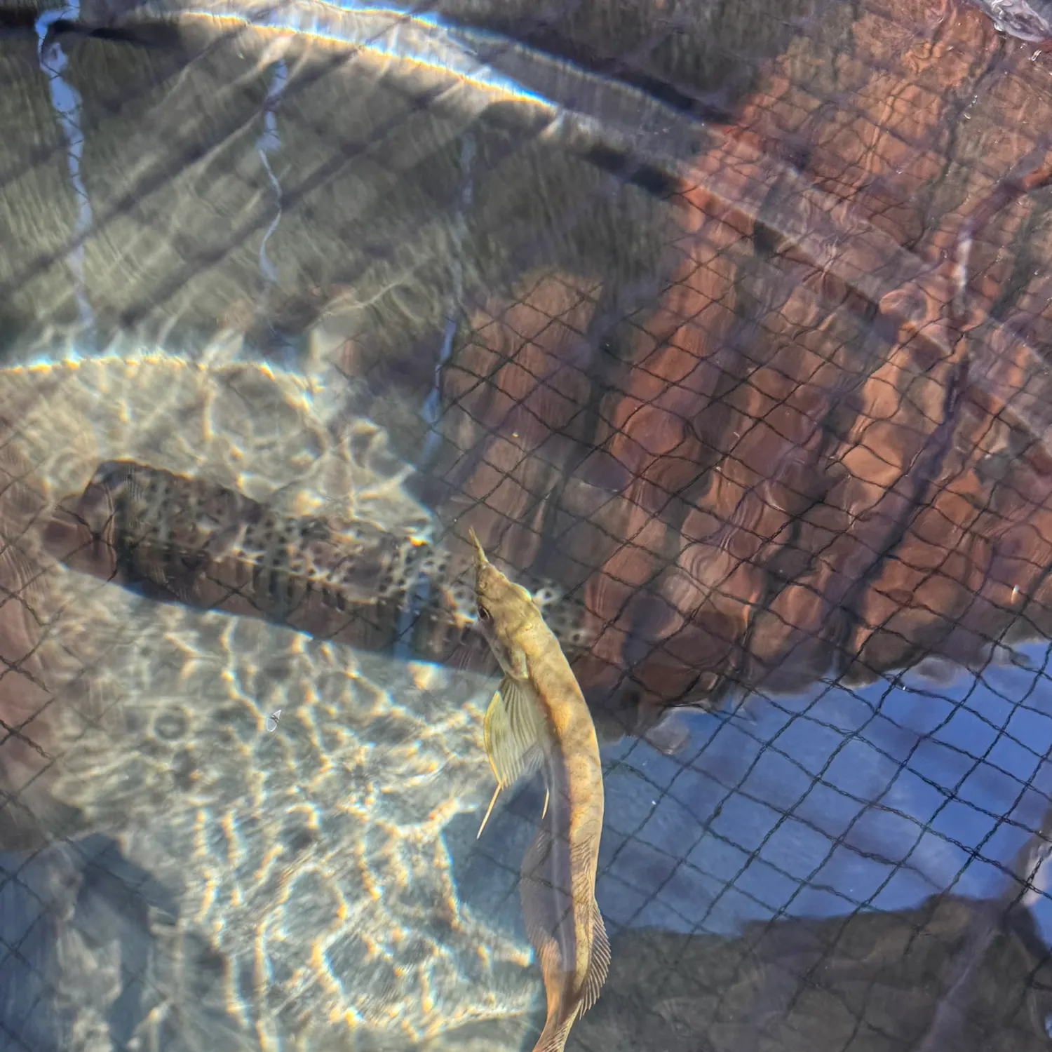 The most recent Silver arowana catches on Fishbrain