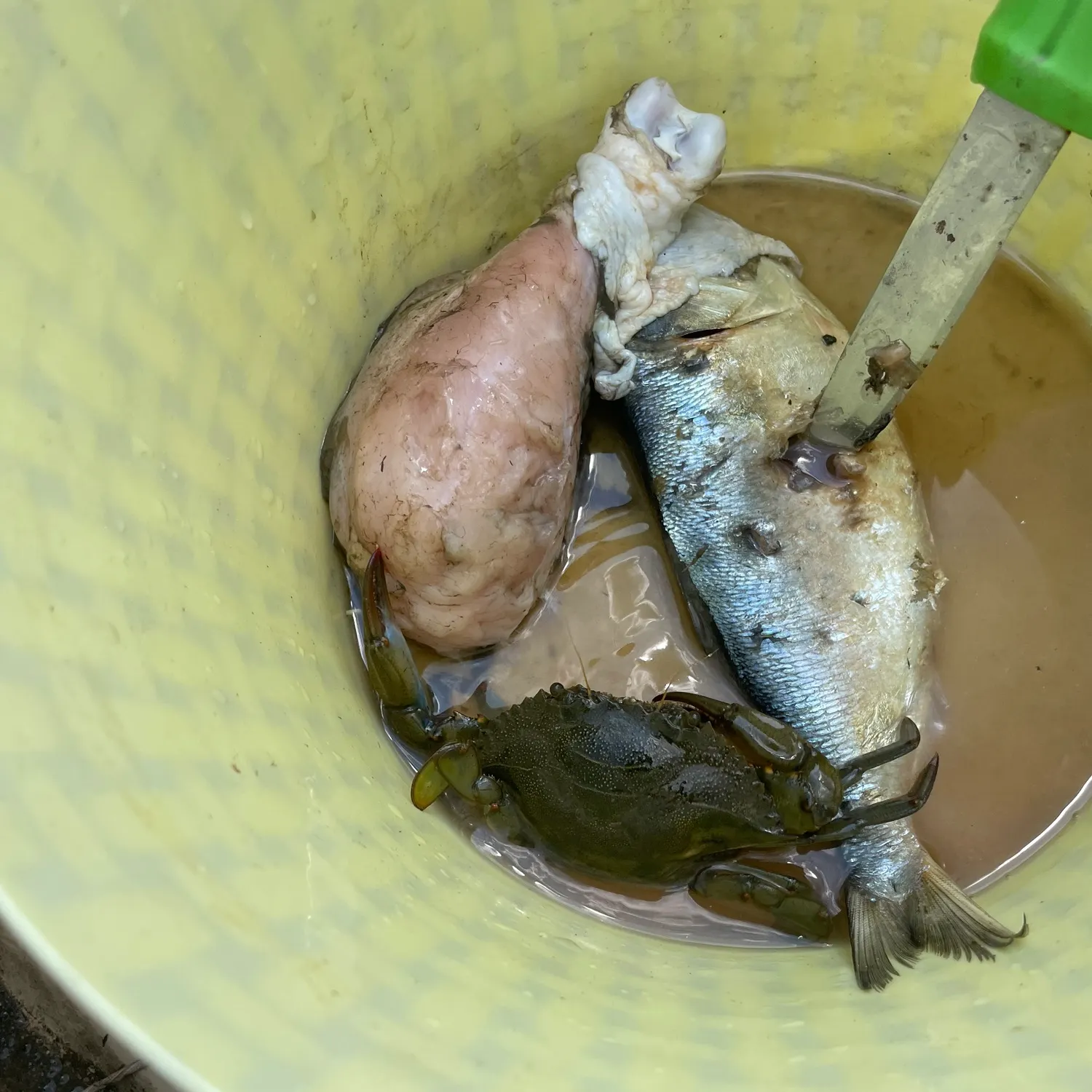 Blue crab caught on Fishbrain