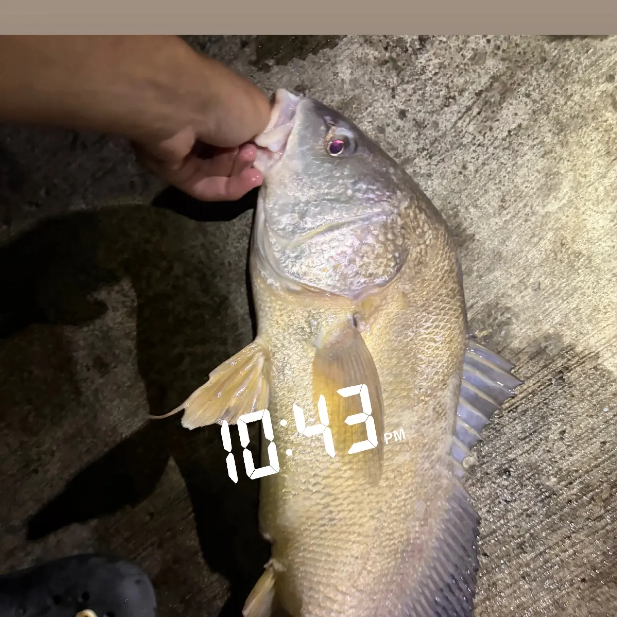 recently logged catches